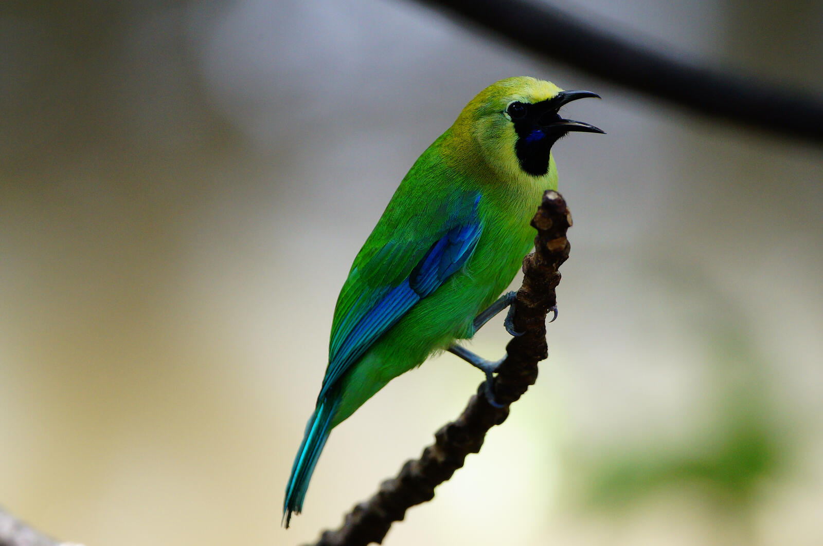 免费照片一只长着黑色鸟喙的绿色小鸟。