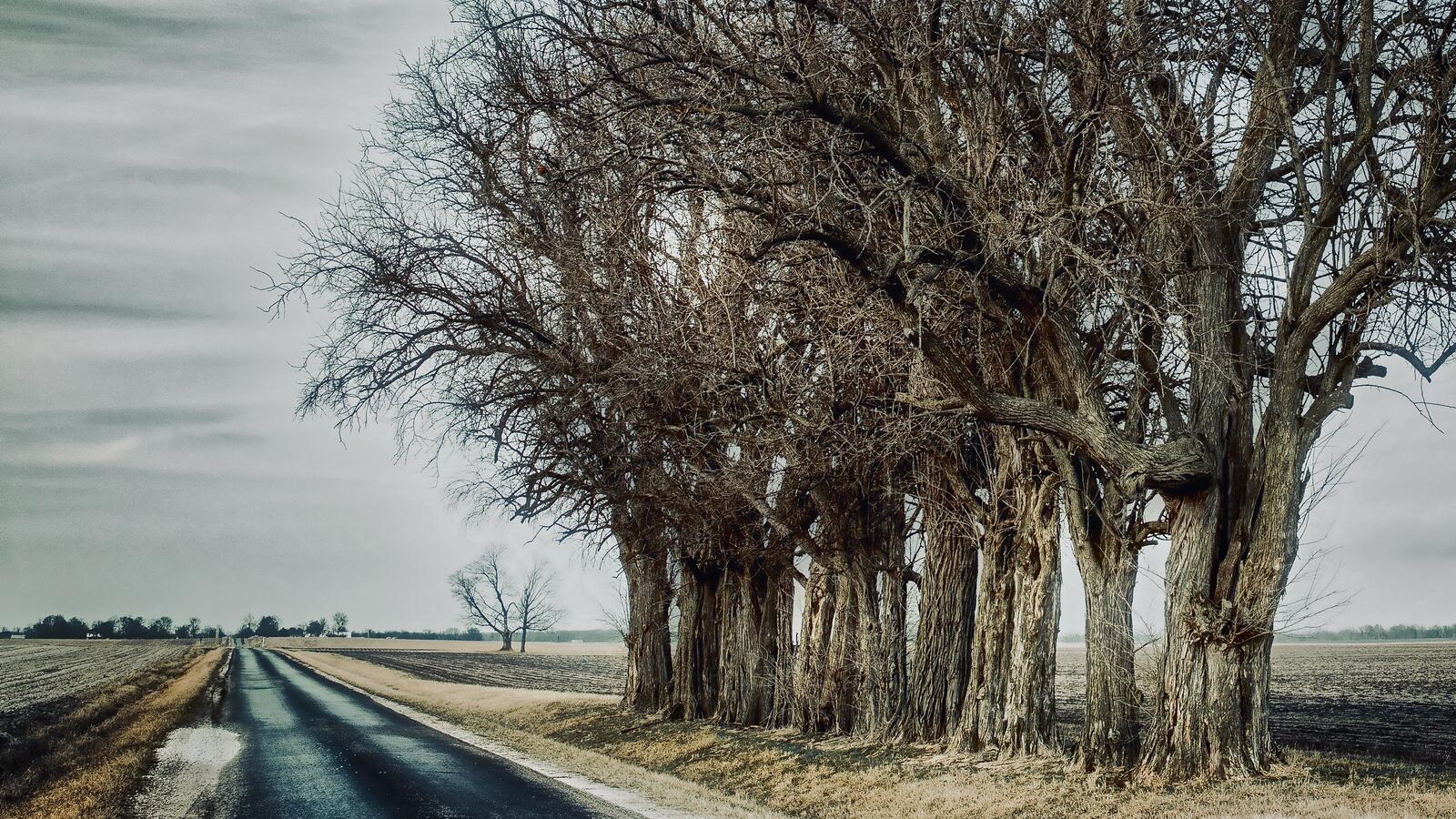 Бесплатное фото Деревья без листьев вдоль дороги