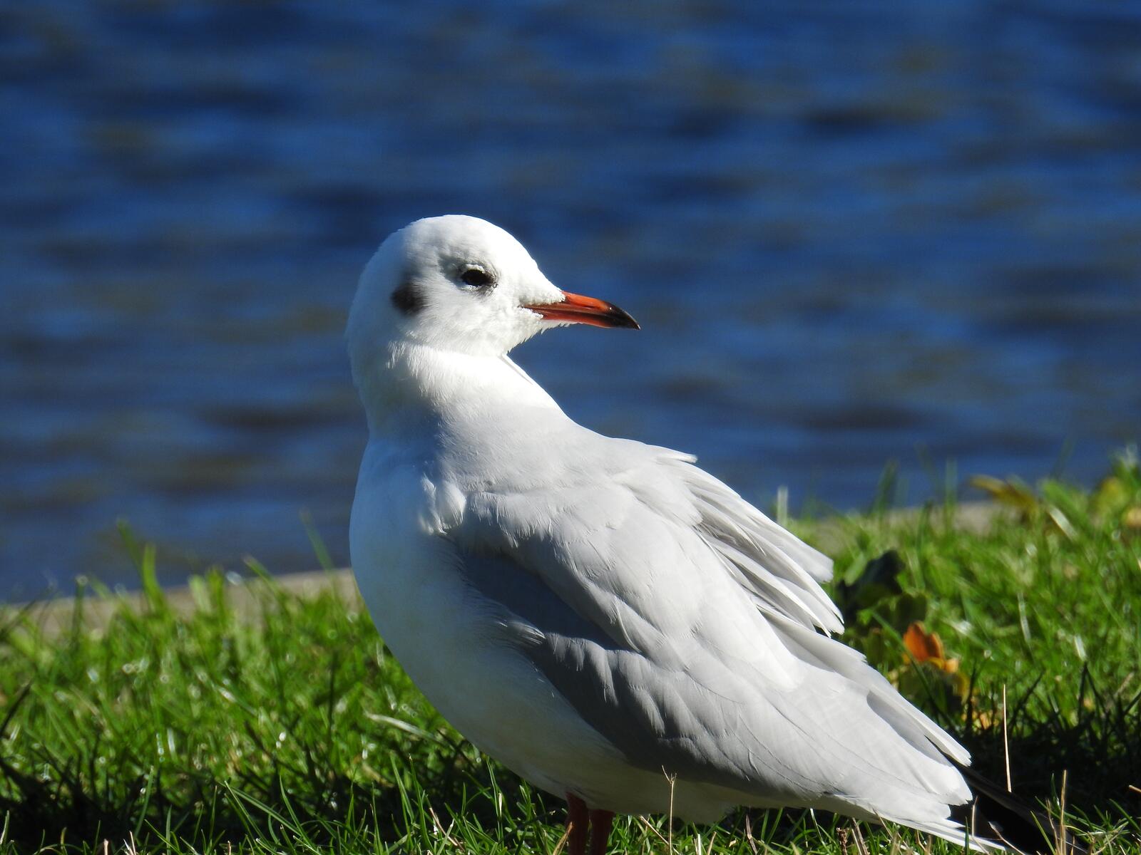 Бесплатное фото Белая птица возле реки на зеленой траве