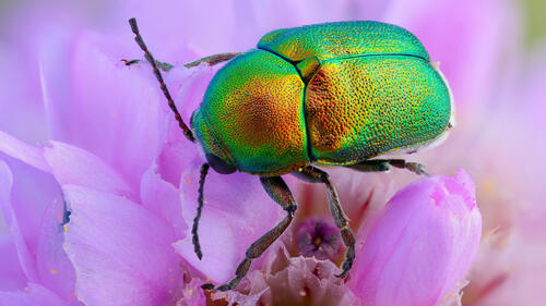 The green beetle was on the flower