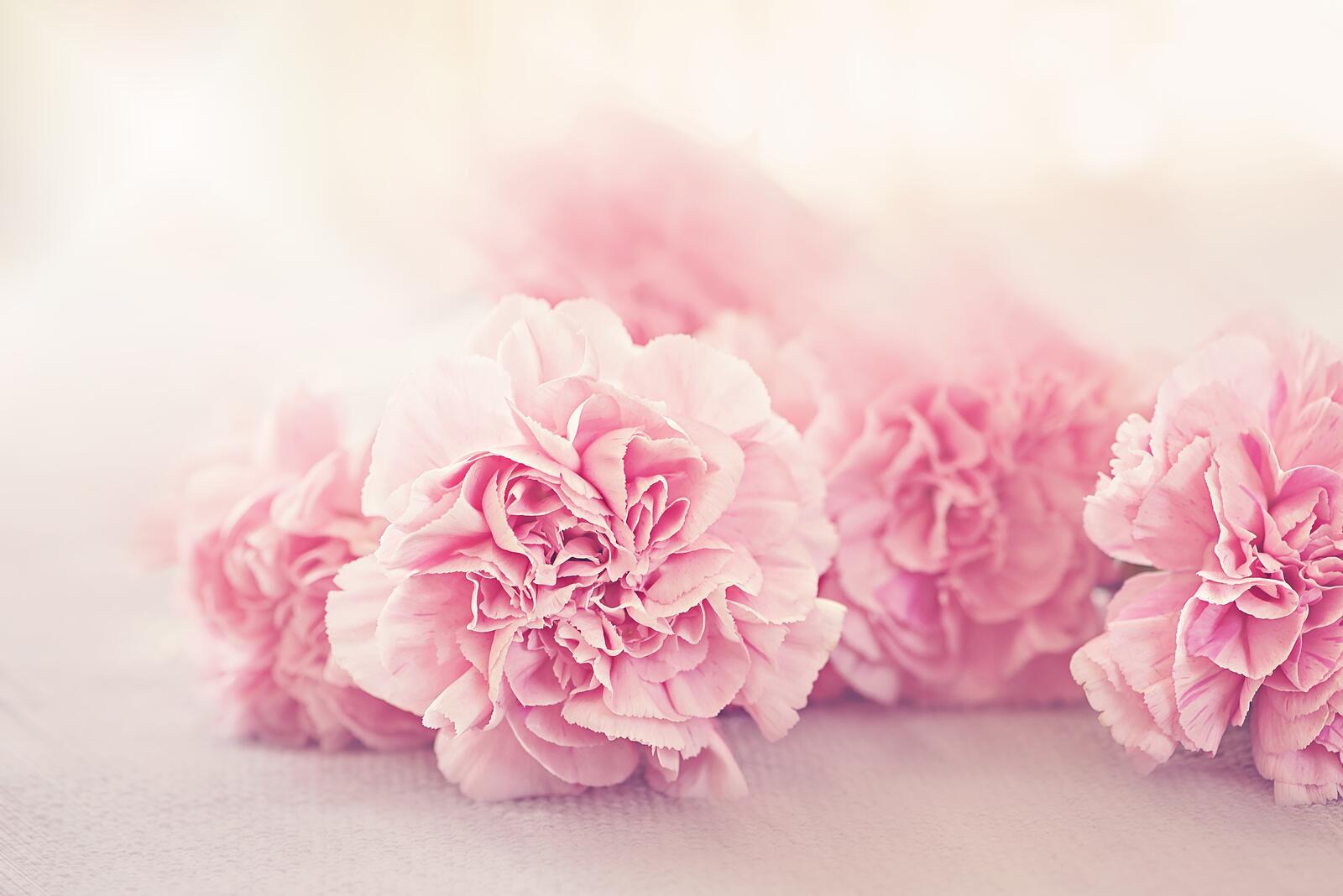 免费照片粉红色的牡丹花