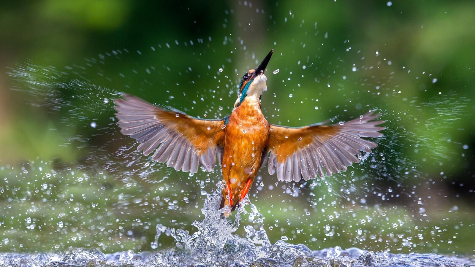 Бесплатное фото Зимородок выныривает из воды