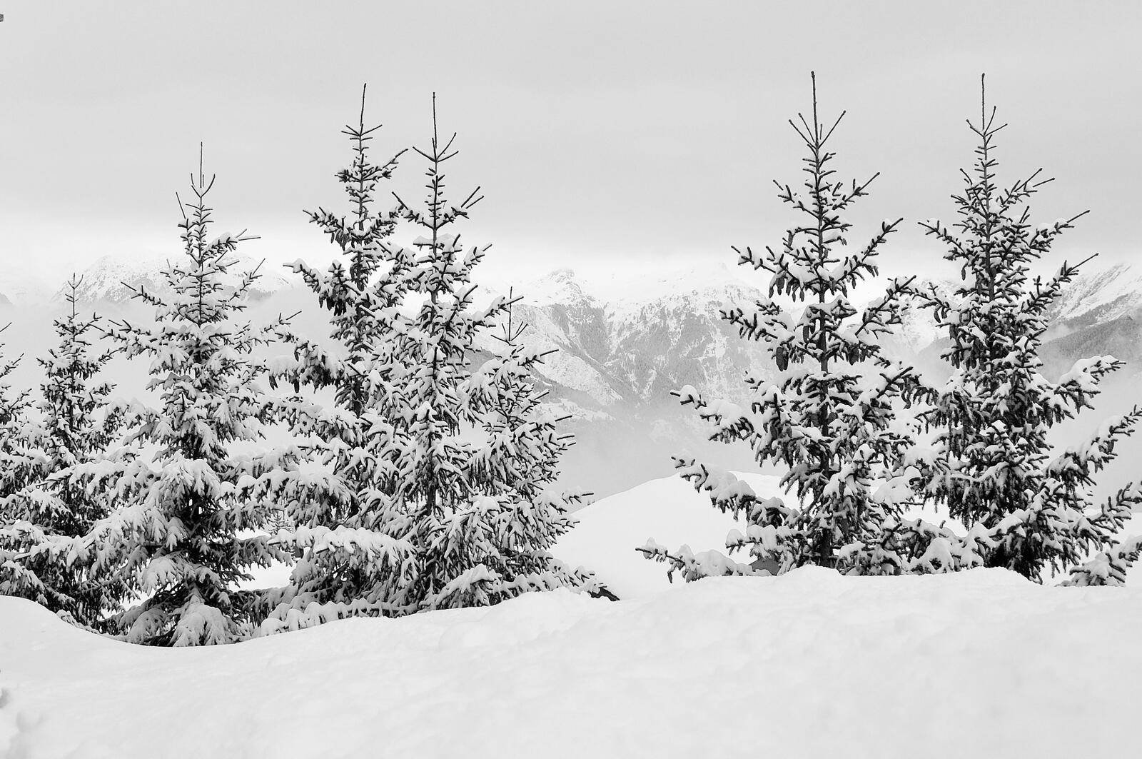 Free photo Wallpaper with snowy Christmas trees