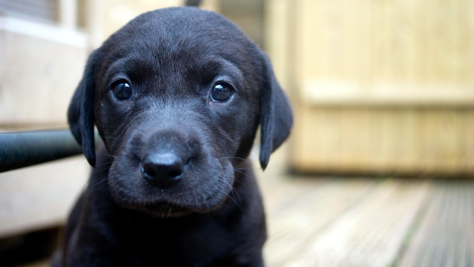 Бесплатное фото Черный щенок Лабрадор-ретривера