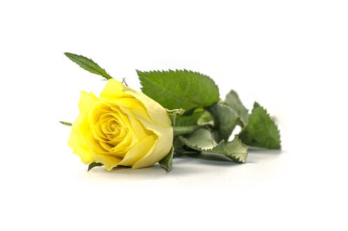Yellow rose on white background