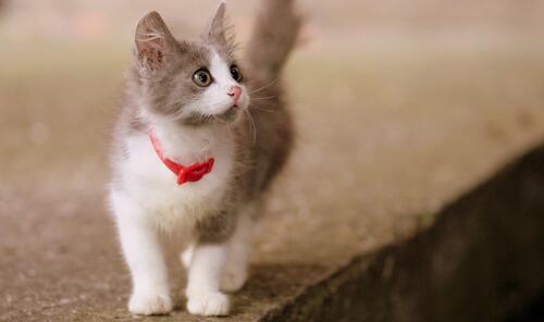 A gray-and-white kitten with a red collar.