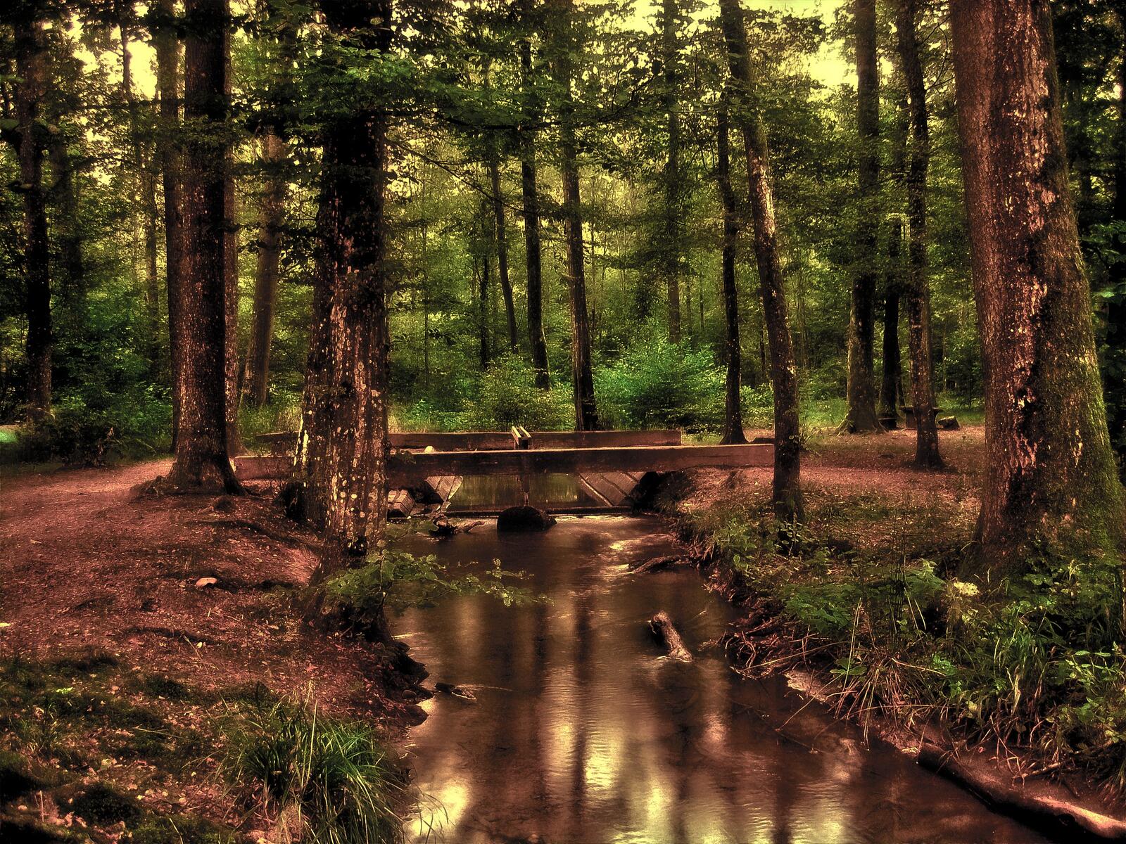 Free photo A narrow river in a coniferous forest