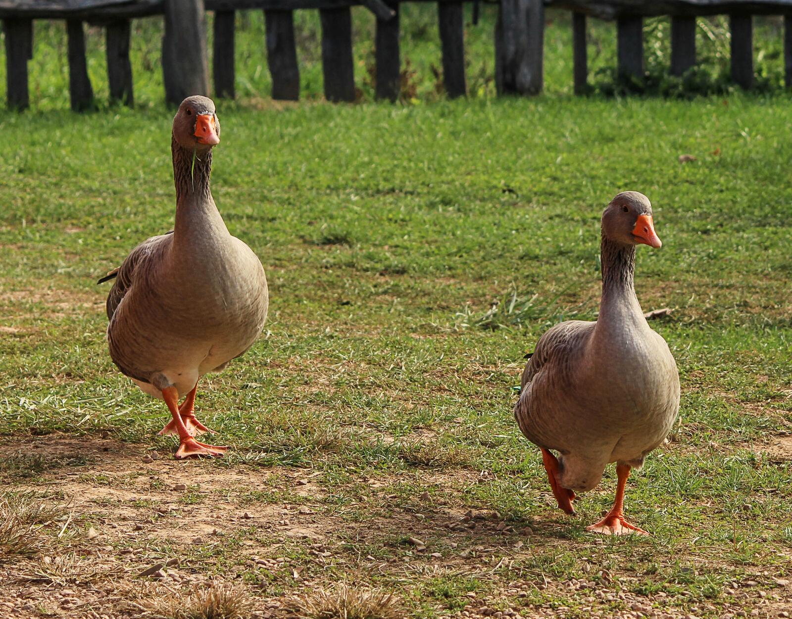 Free photo Two merry geese