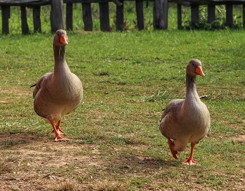 Two merry geese
