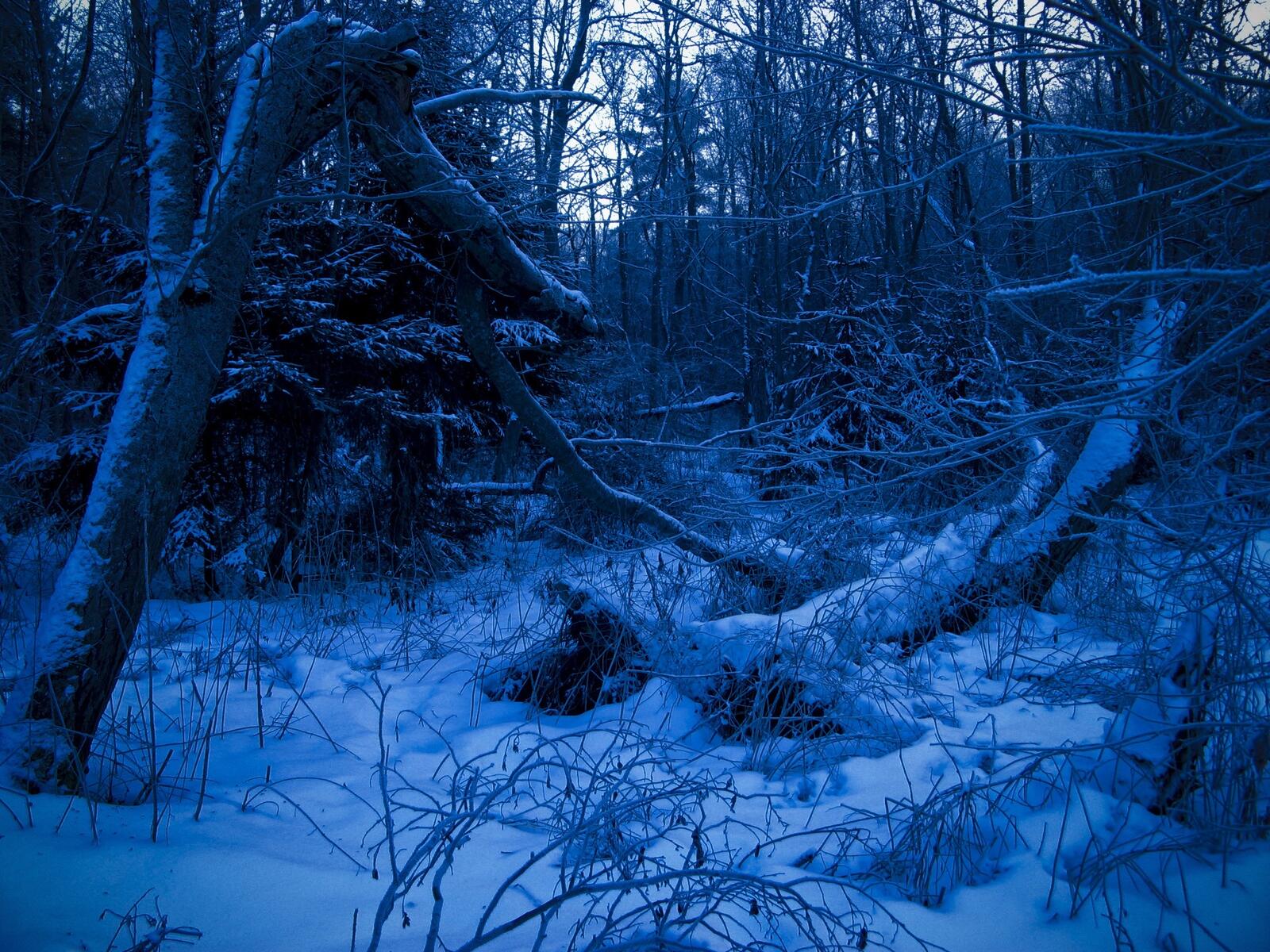 Free photo Winter forest at dusk