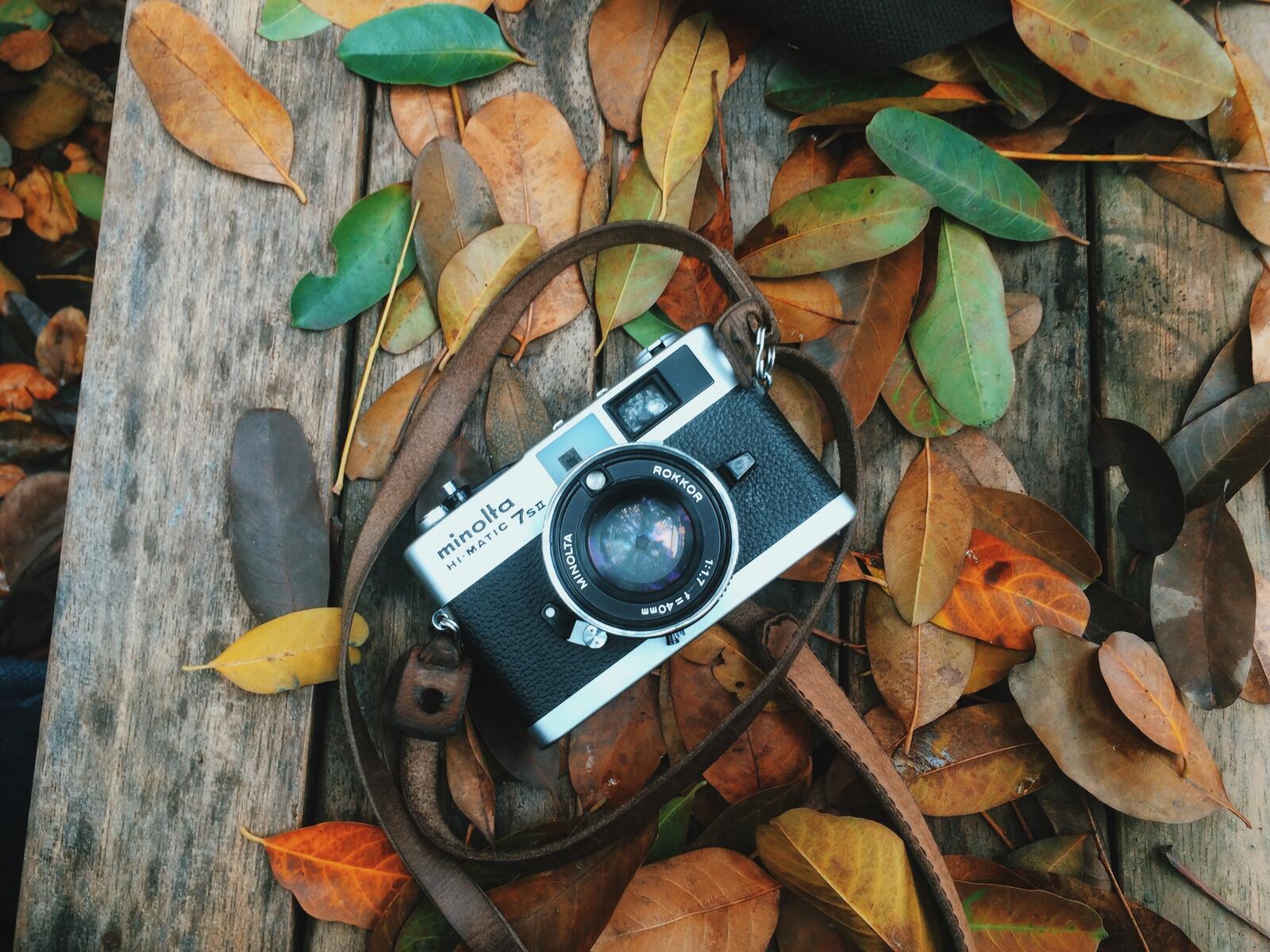 免费照片相机躺在秋天的树叶上