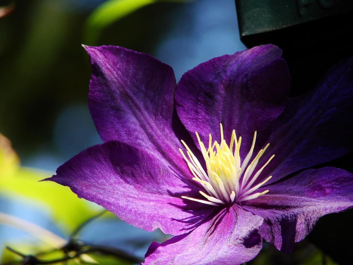 The purple petals of the clematis flower