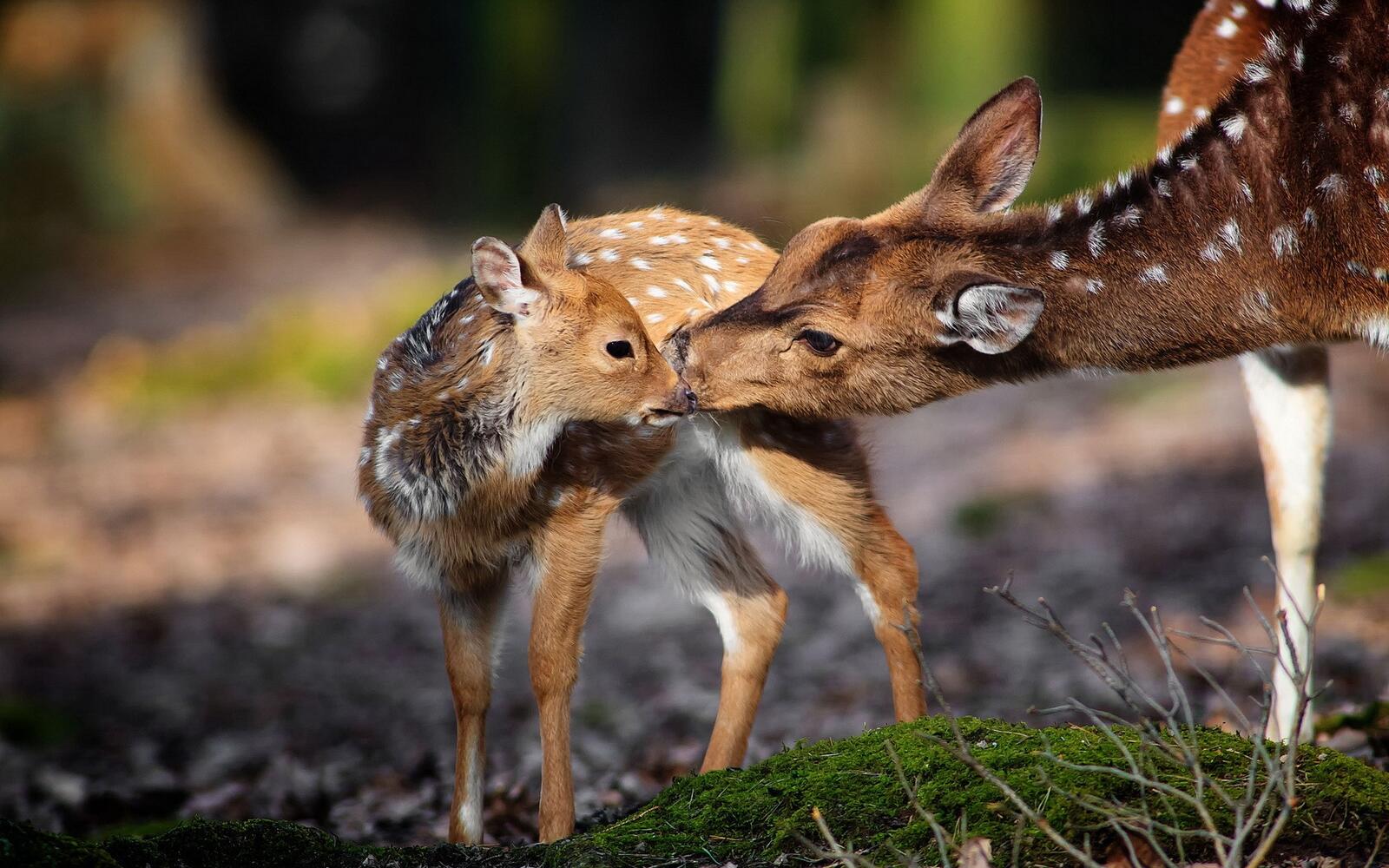 Free photo White-tailed deer with cubs