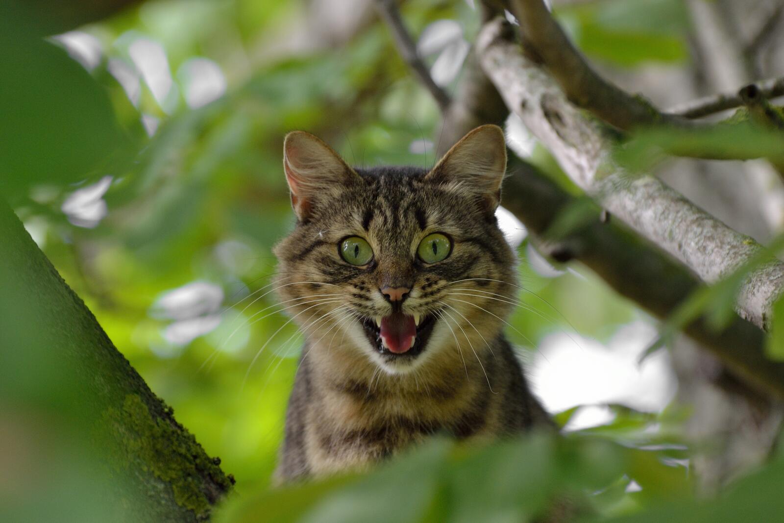 Бесплатное фото Удивленный зеленоглазый кот