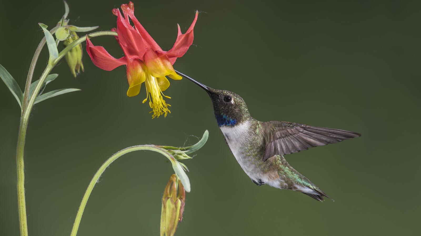 Free photo A hummingbird eats nectar from a flower with its long beak