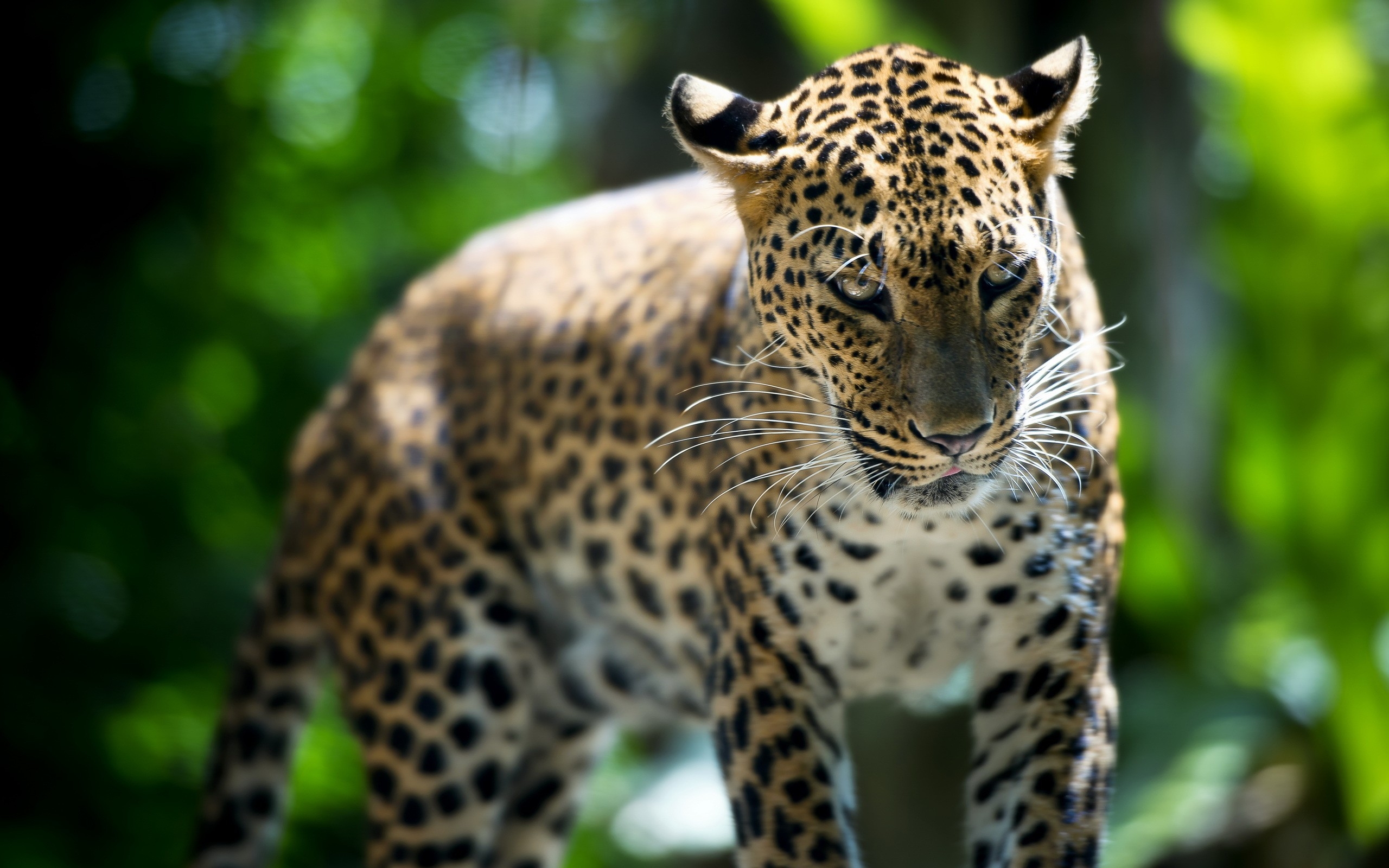 Фото бесплатно леопард, хищник, ходьба