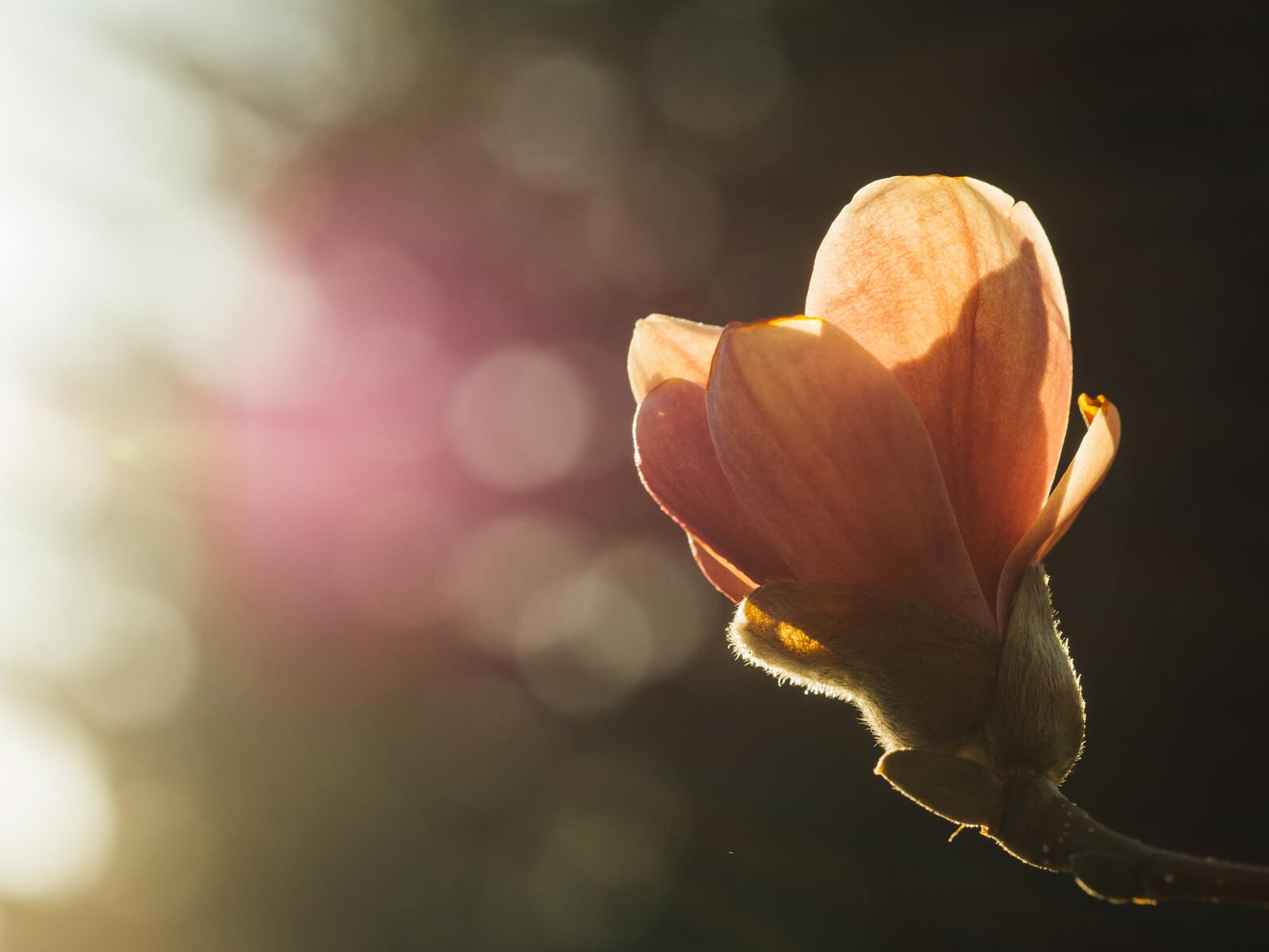 Бесплатное фото Утреннее лучи солнца освещают лепестки желтого цветка