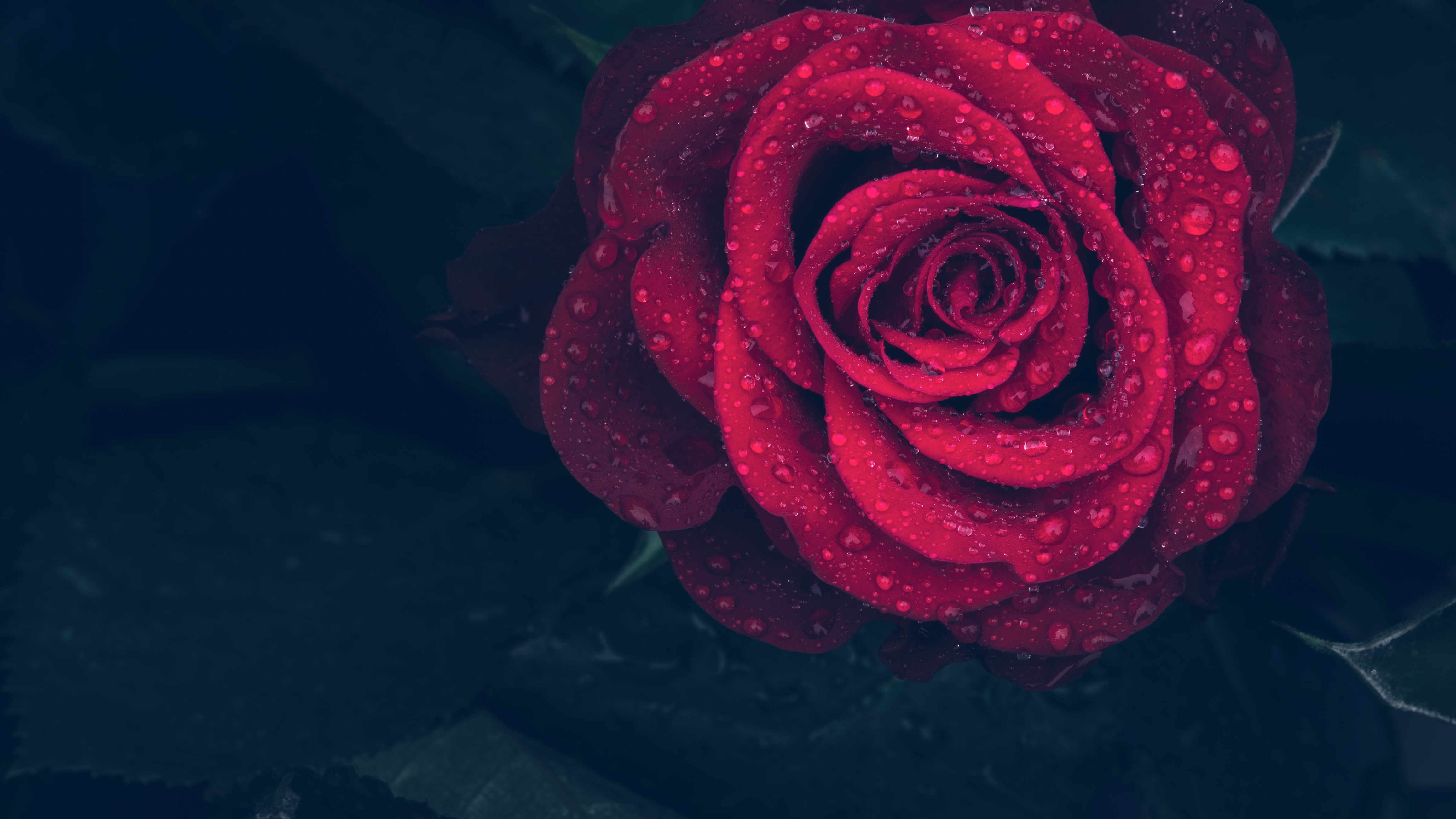 Красная роза с каплями дождя на лепестках