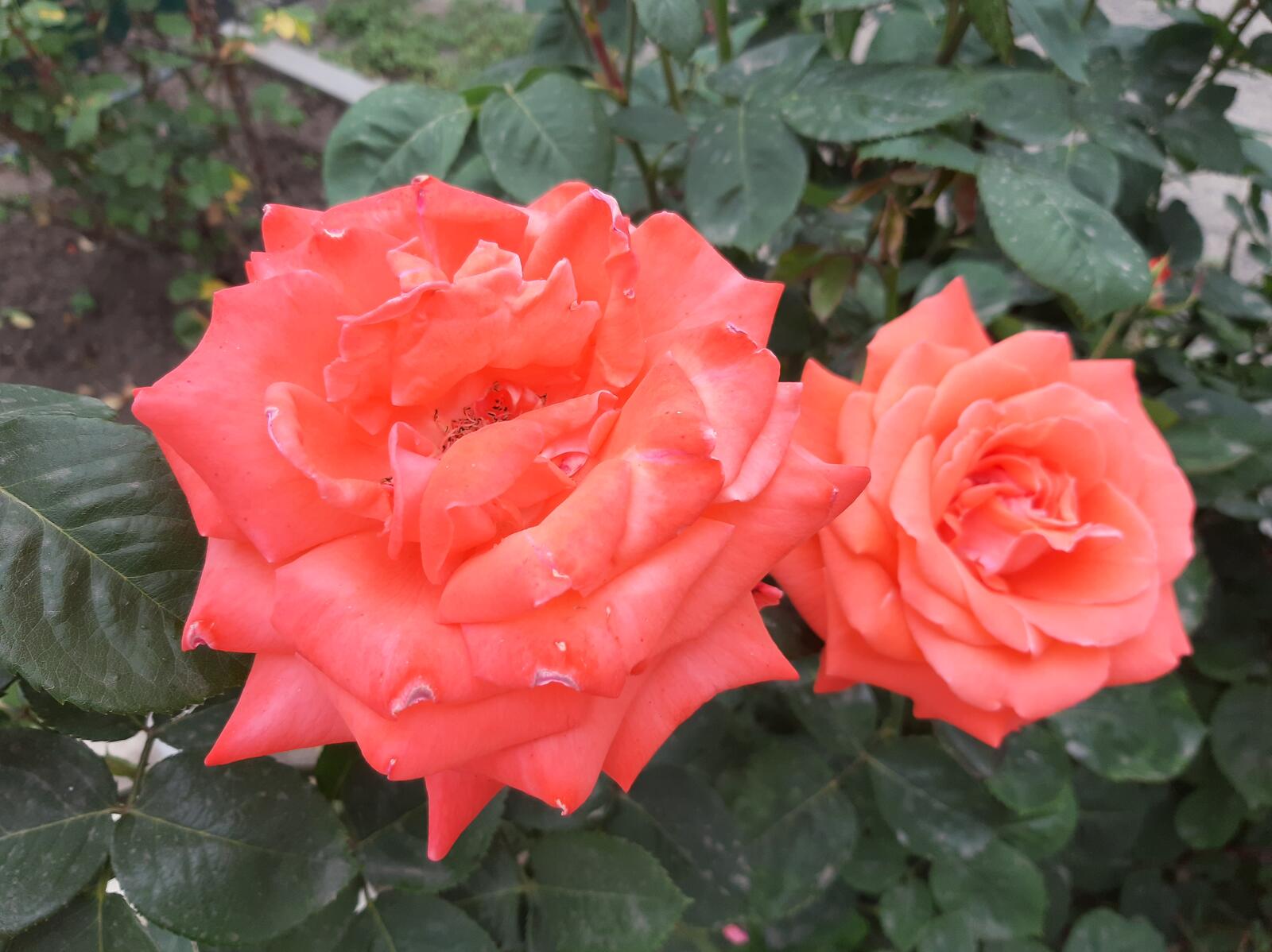 Обои роза цветы природа на рабочий стол