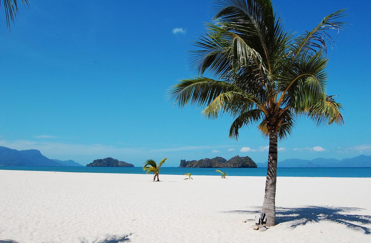 海边沙滩上的棕榈树