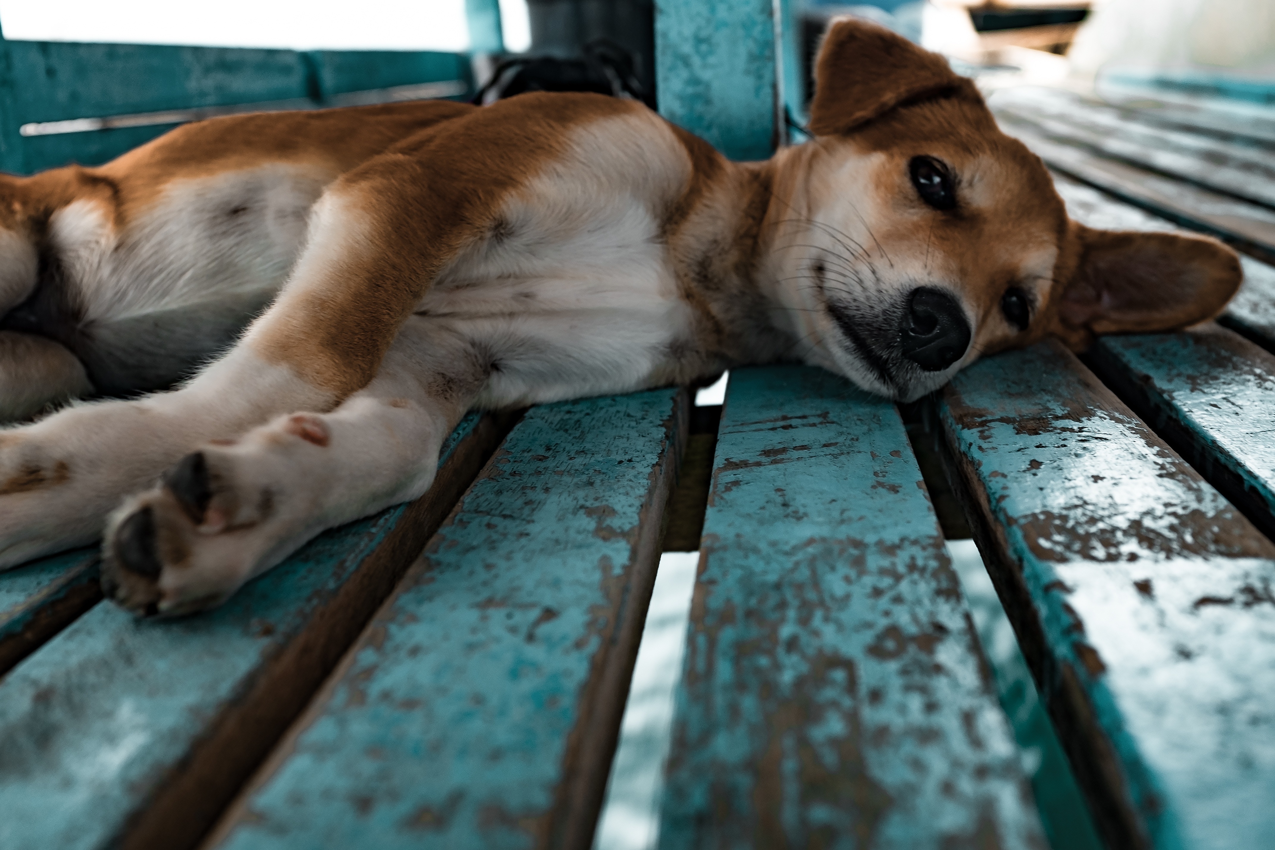 一只狗在木地板上休息