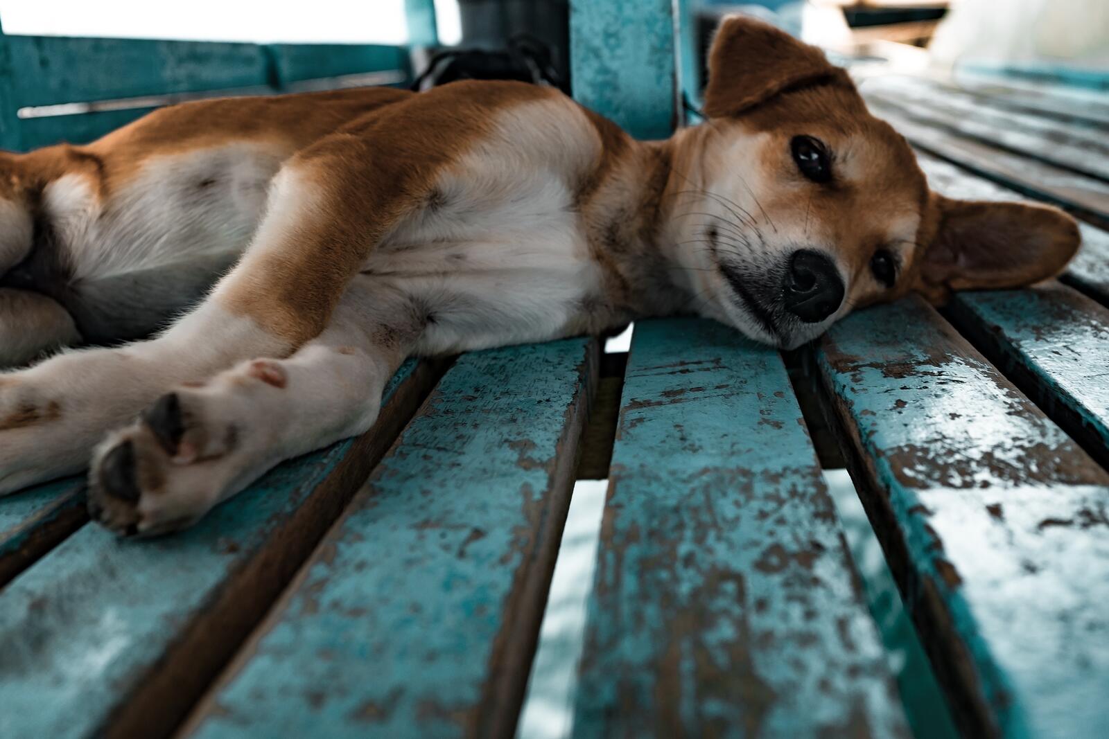 Free photo A dog resting on a wooden floor