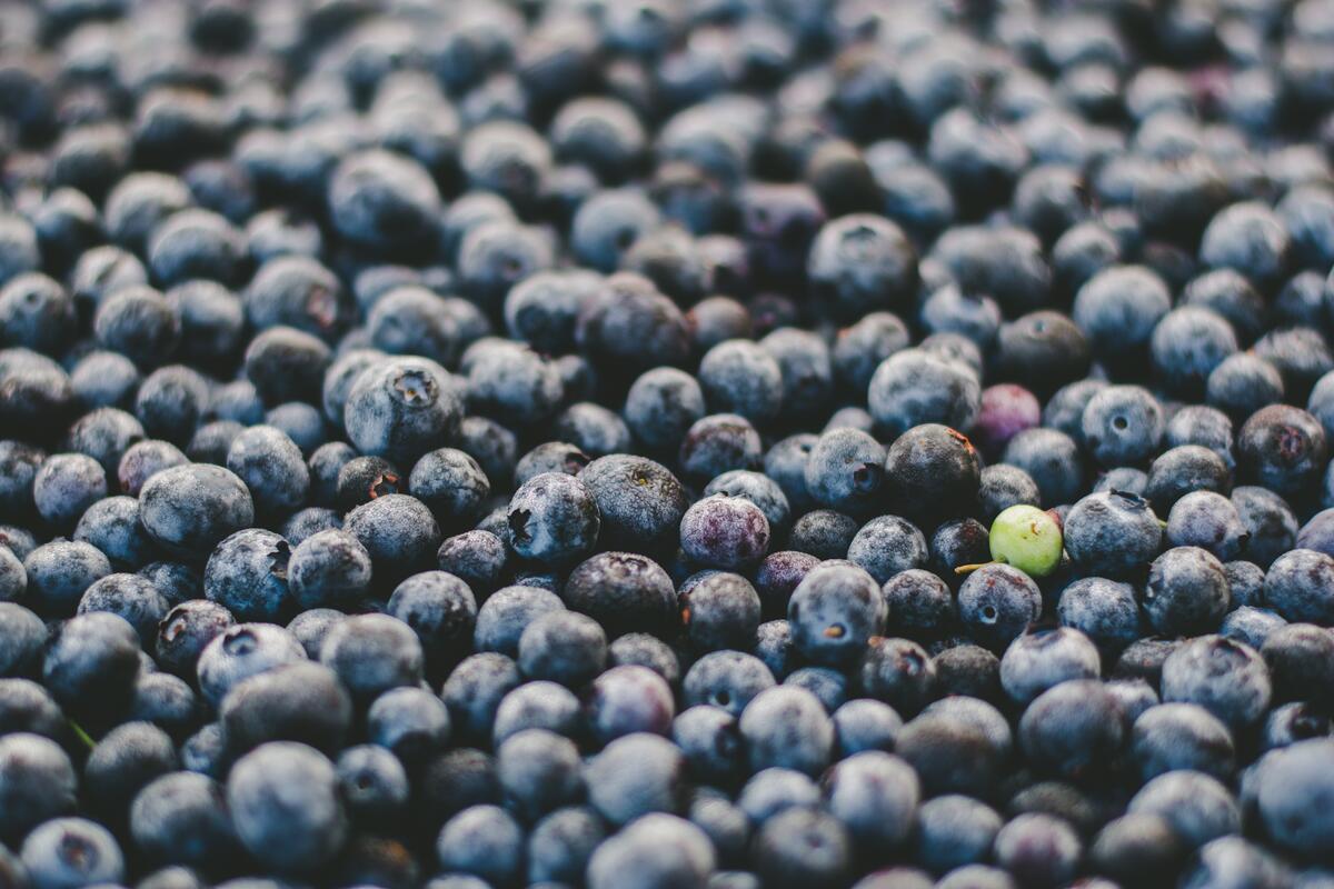 A big pile of ripe blueberries