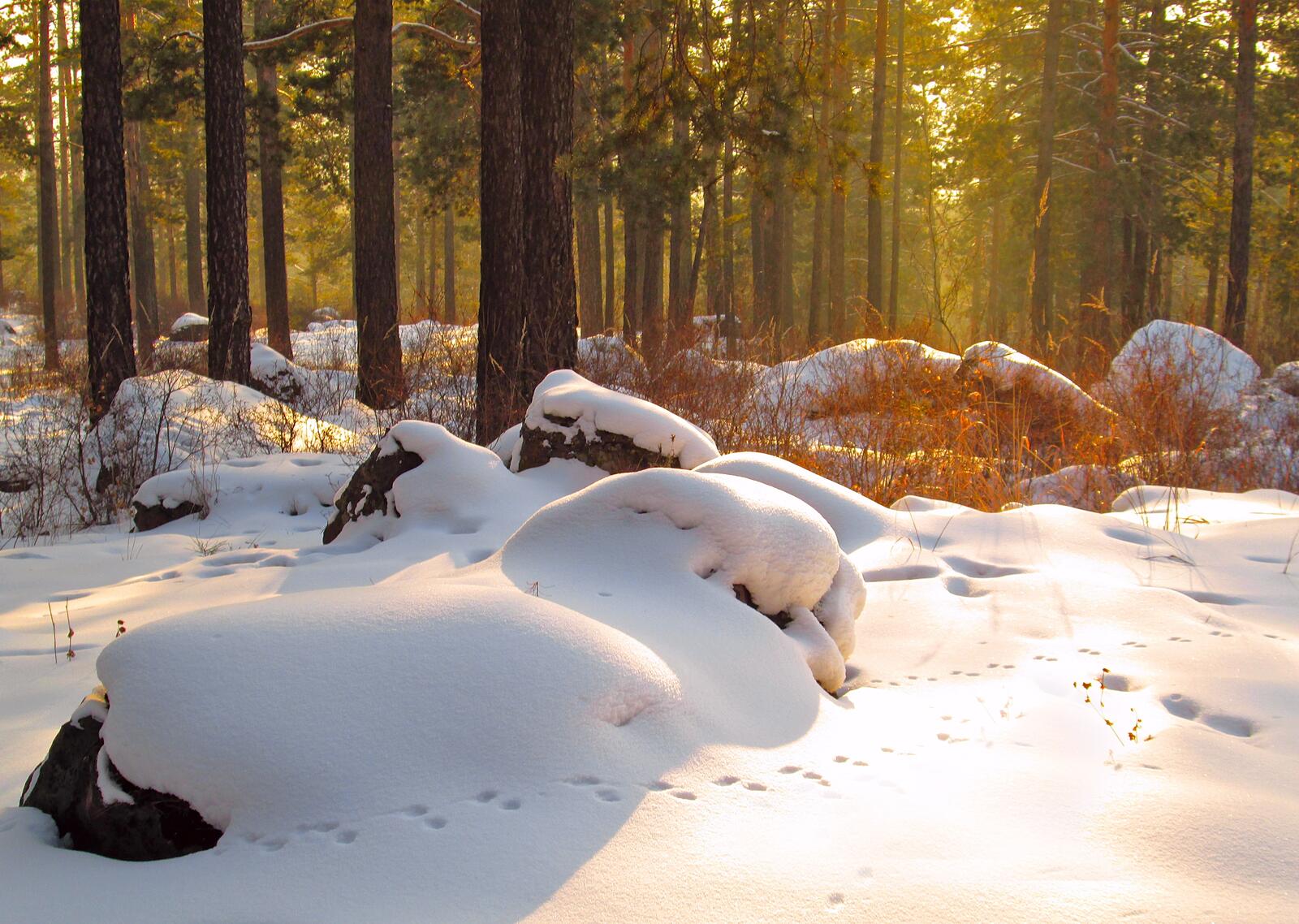 Сугробы снега на камнях в хвойном лесу