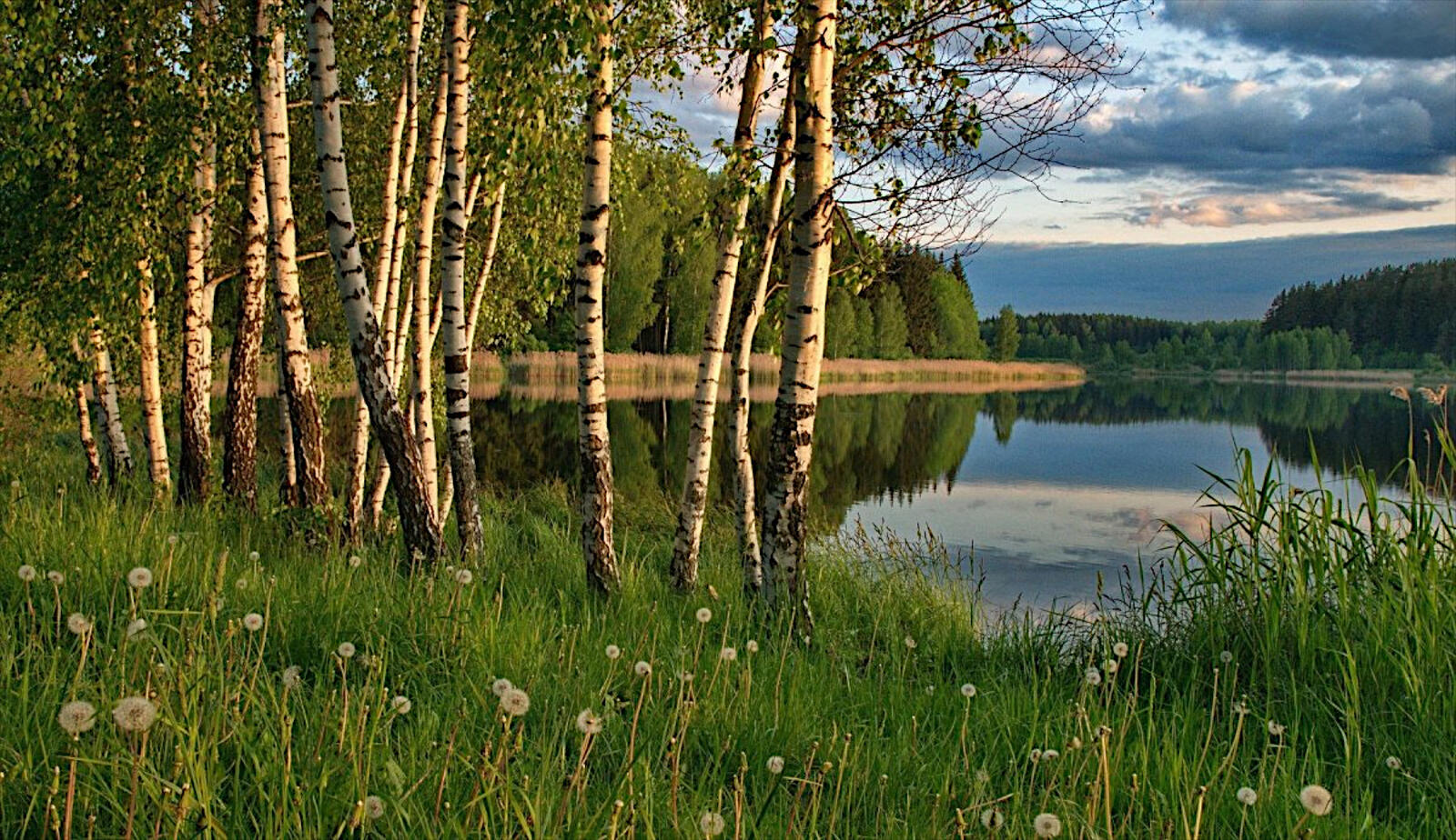 Free photo Birch forest on the bank of the river