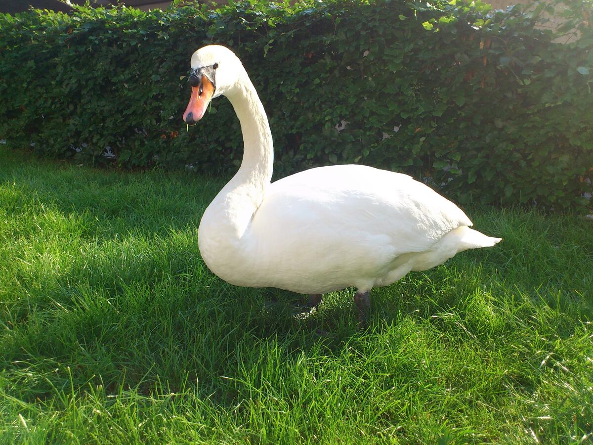 A white swan walks on a green lawn
