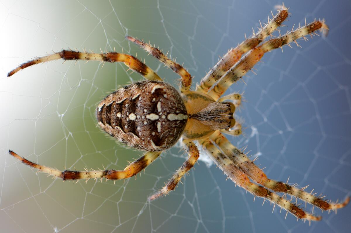A spider on a spider`s web
