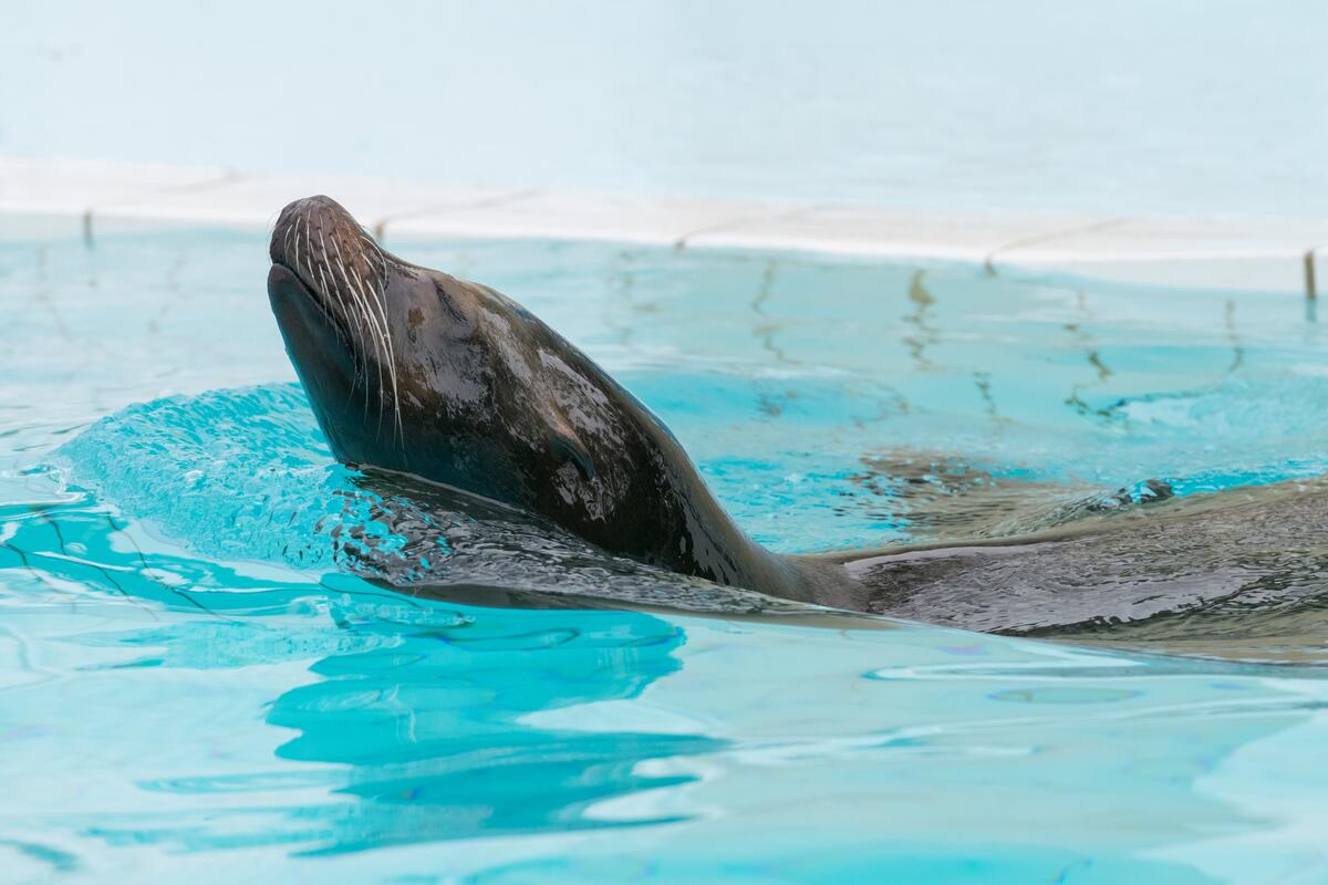 A sea lion swims proudly in the pool