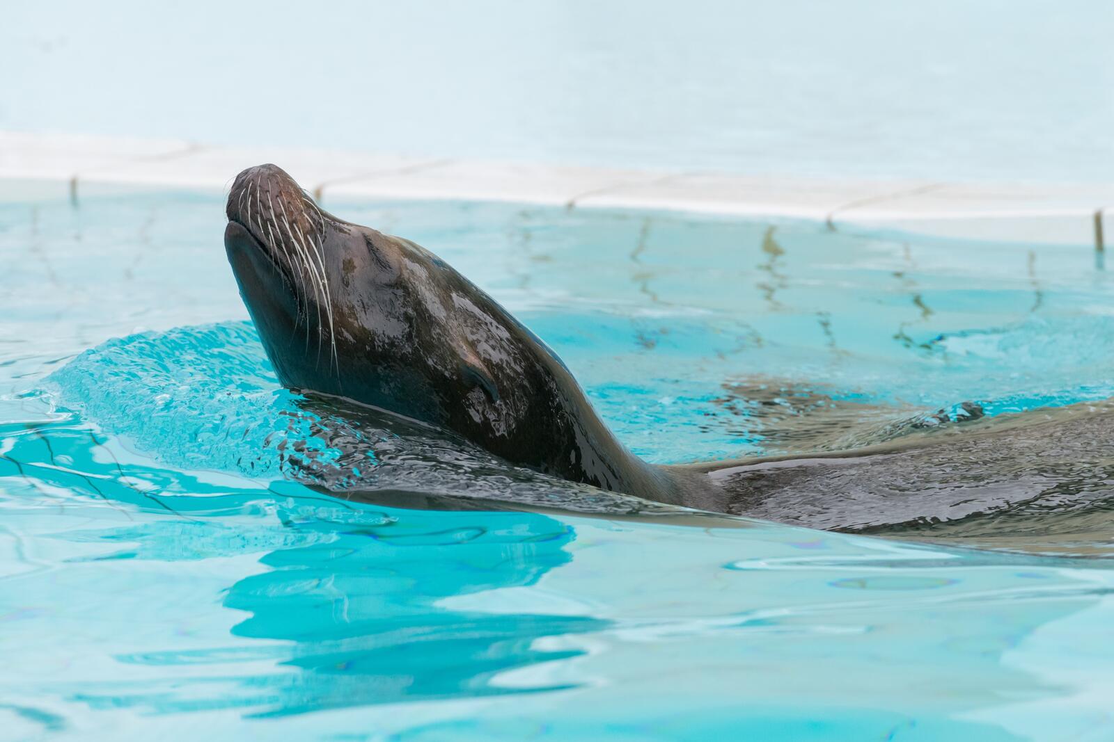 免费照片一只海狮在水池中骄傲地游来游去