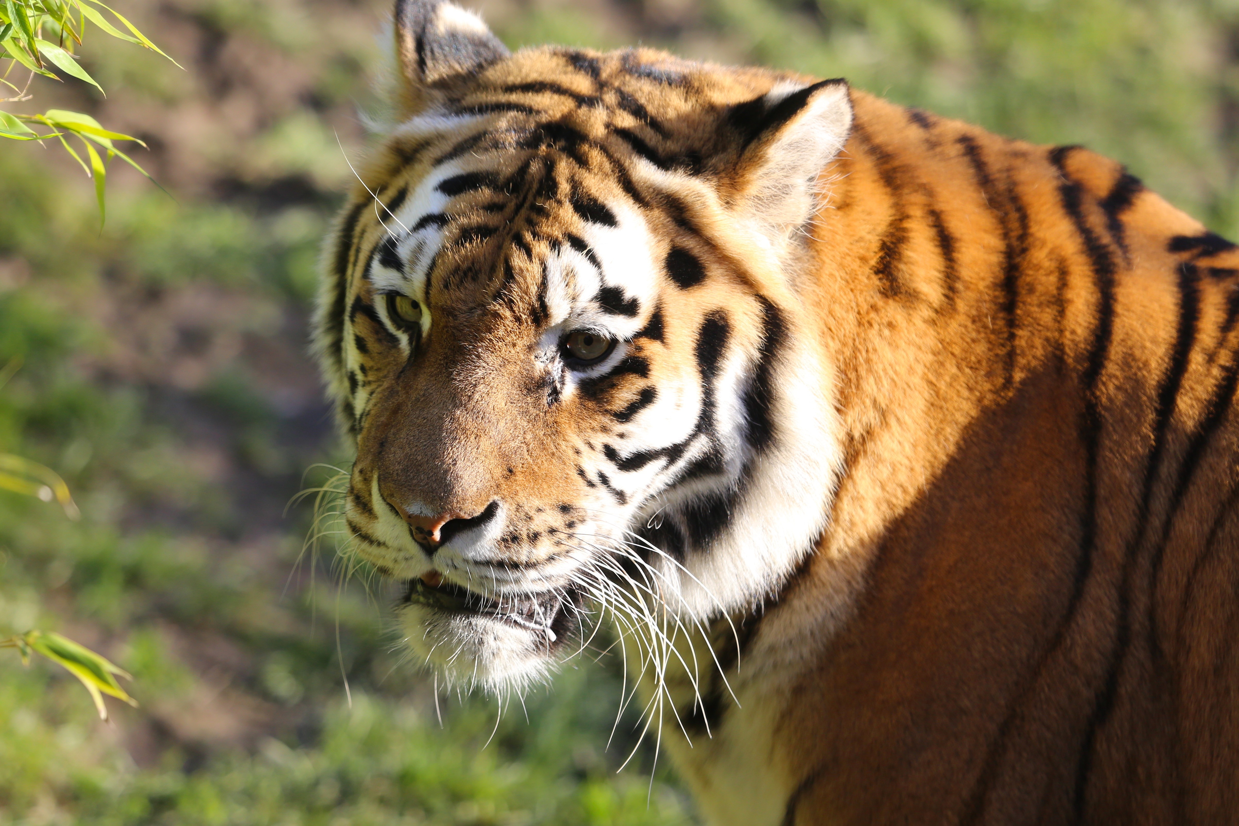 Animals w. WWF Амурский тигр. Взгляд Амурского тигра. Тигр фото. Хищные животные тигр Амурский.