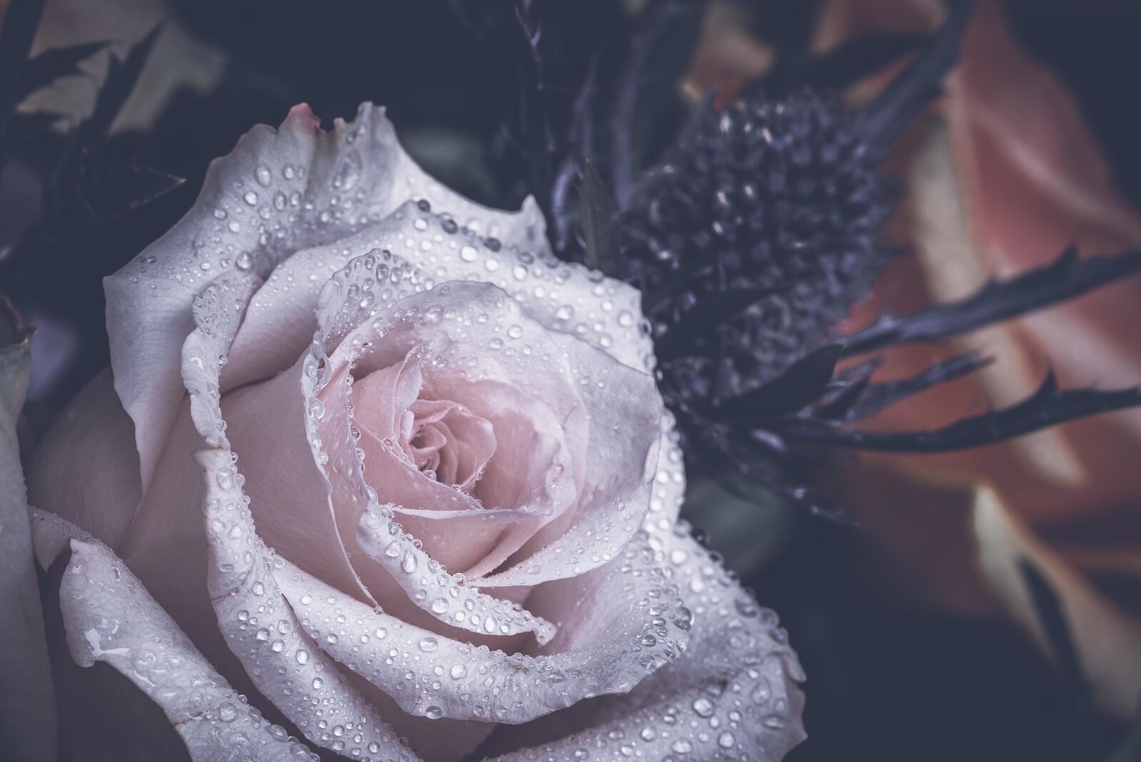 Бесплатное фото Белая роза с каплями росы