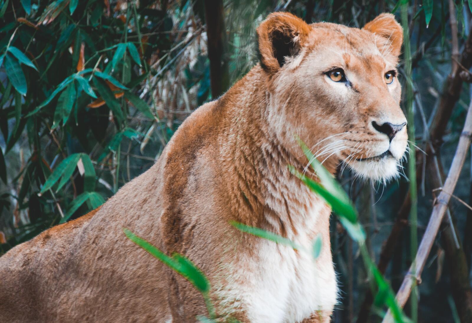 免费照片一只母狮在草丛中寻找猎物。