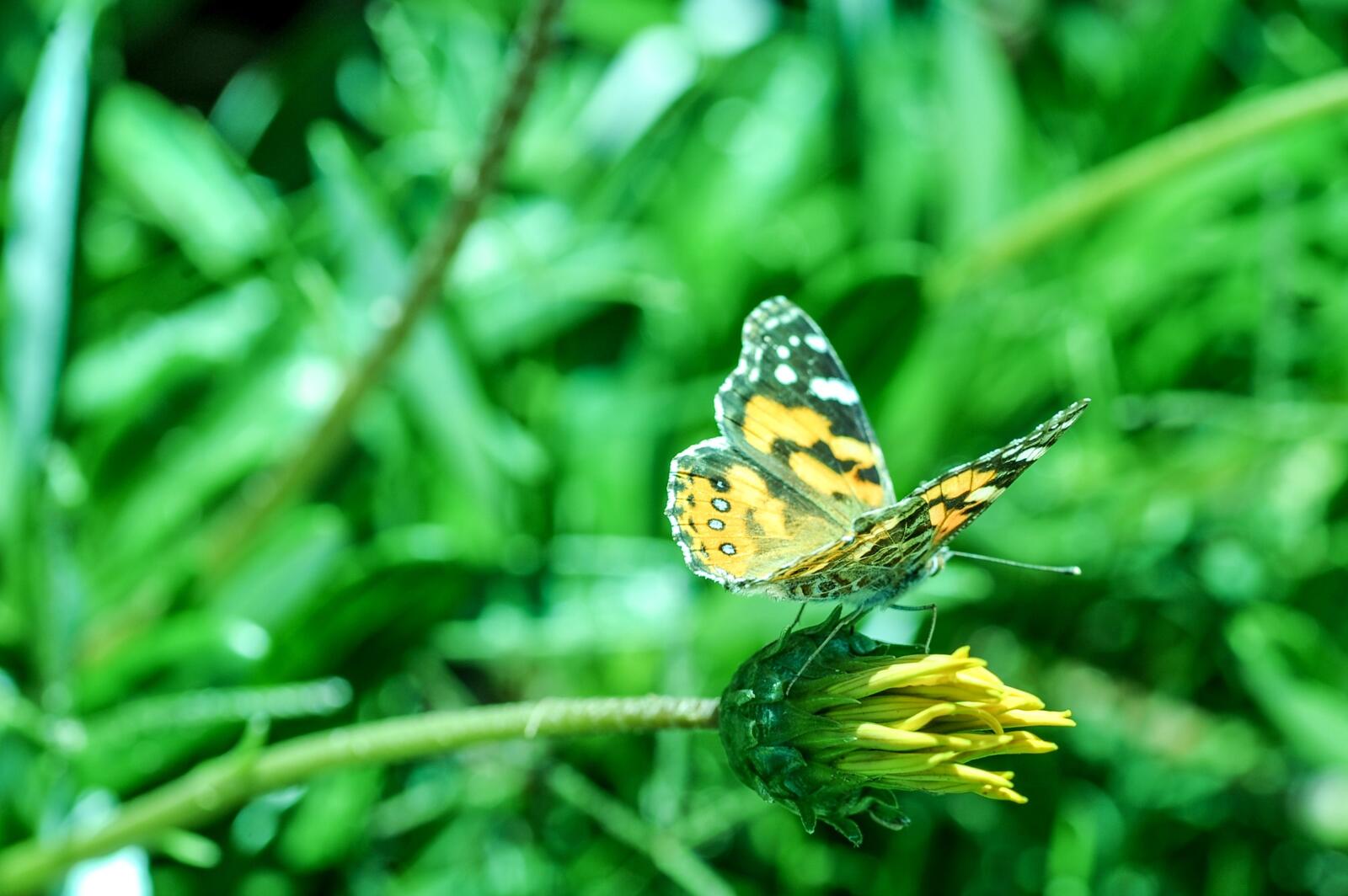 Бесплатное фото Желтая бабочка на цветочке