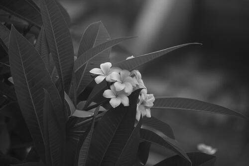 Black and white background with white flowers