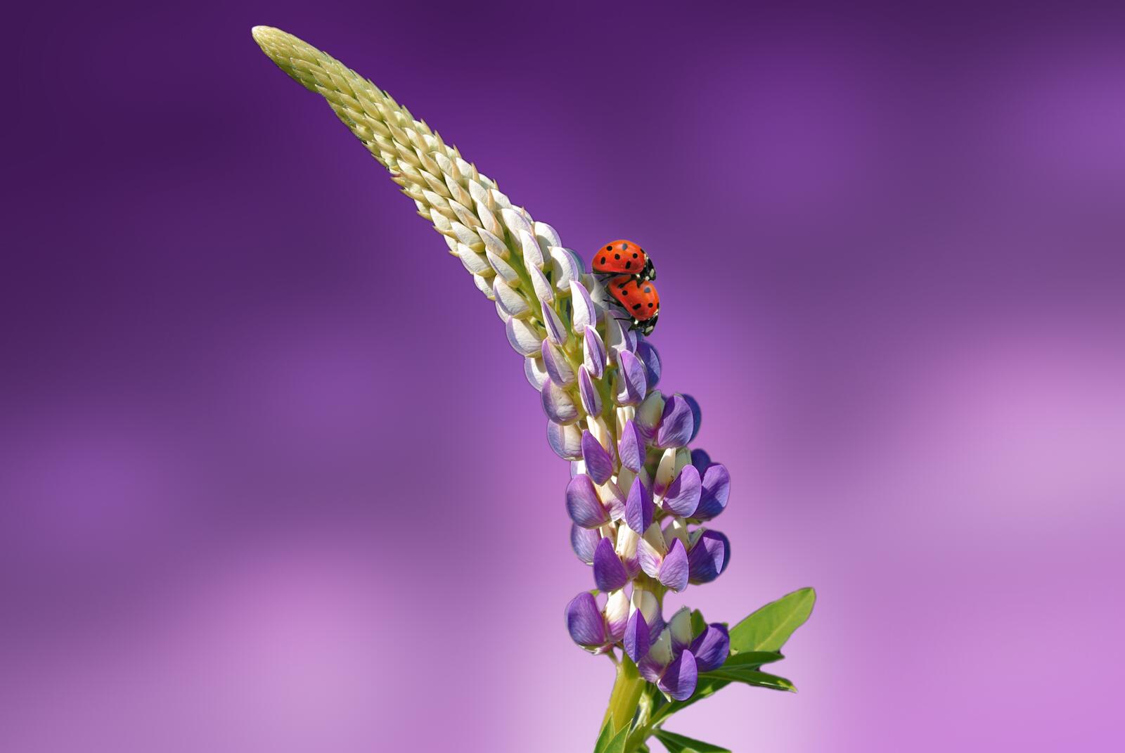 Бесплатное фото Божьи коровки на цветке