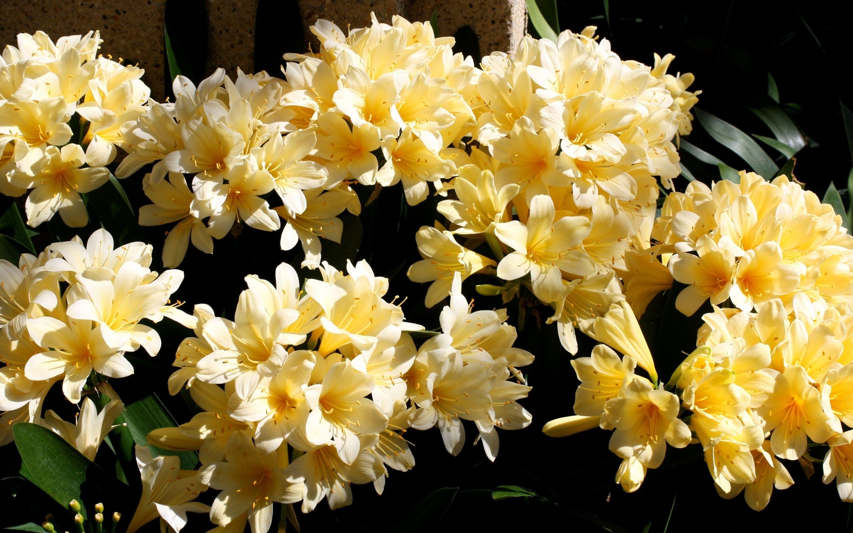 Free photo Bouquet of yellow orchid flowers
