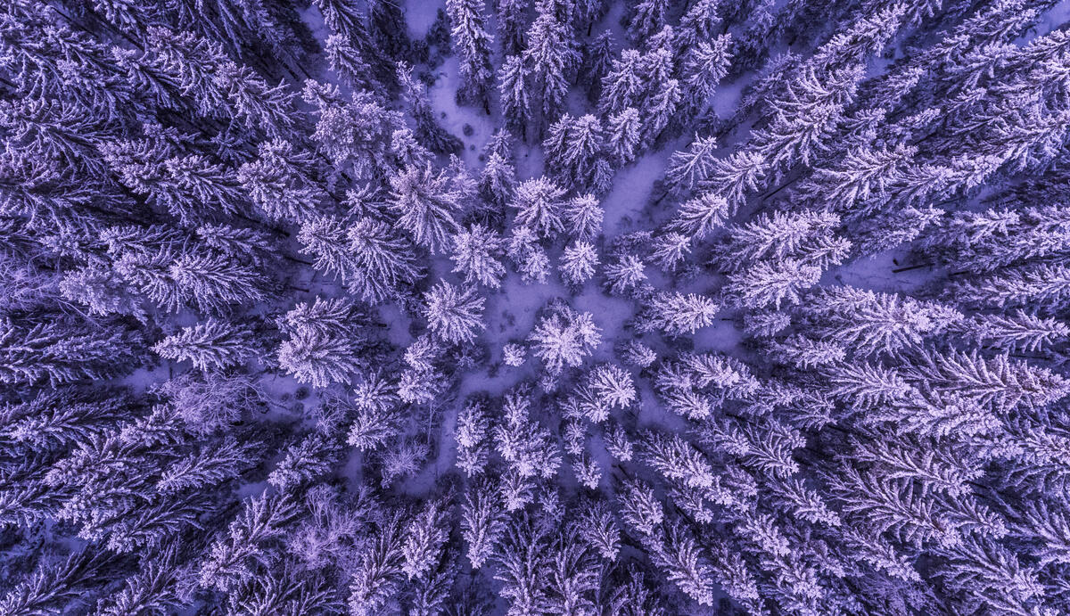 Зимний лес с квадрокоптера