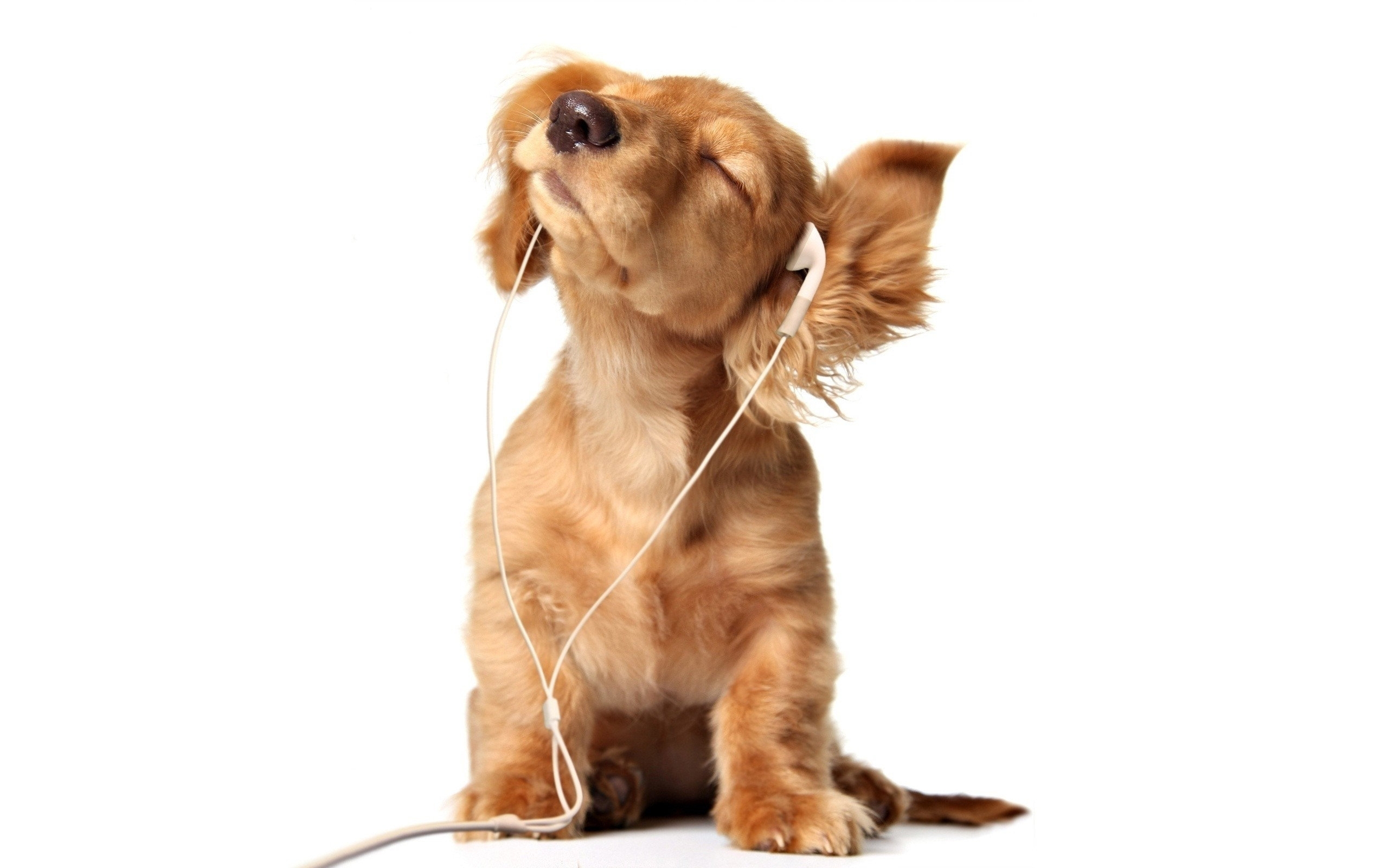 Golden Retriever puppy with headphones