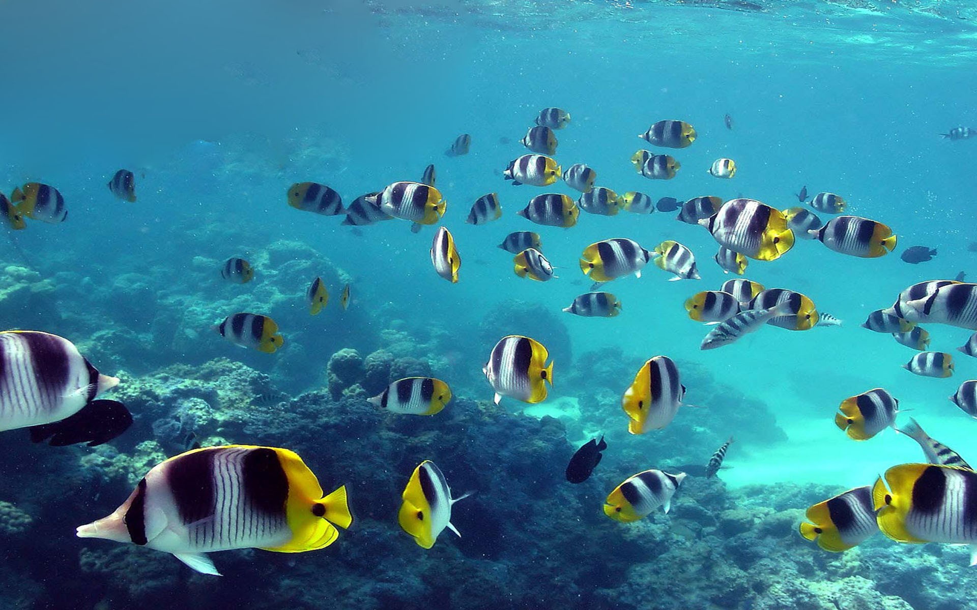 Бесплатное фото Морские рыбки на дне моря