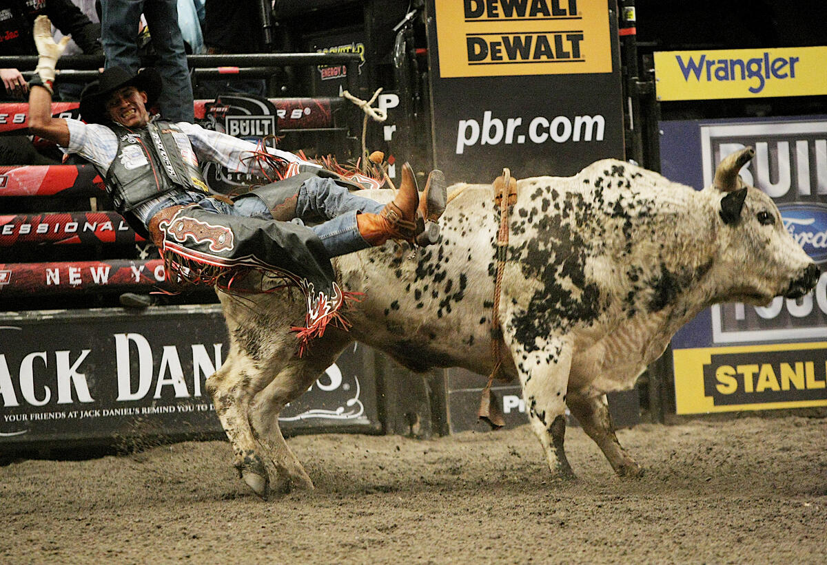 A man falls off a bull