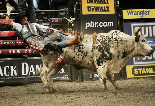 A man falls off a bull
