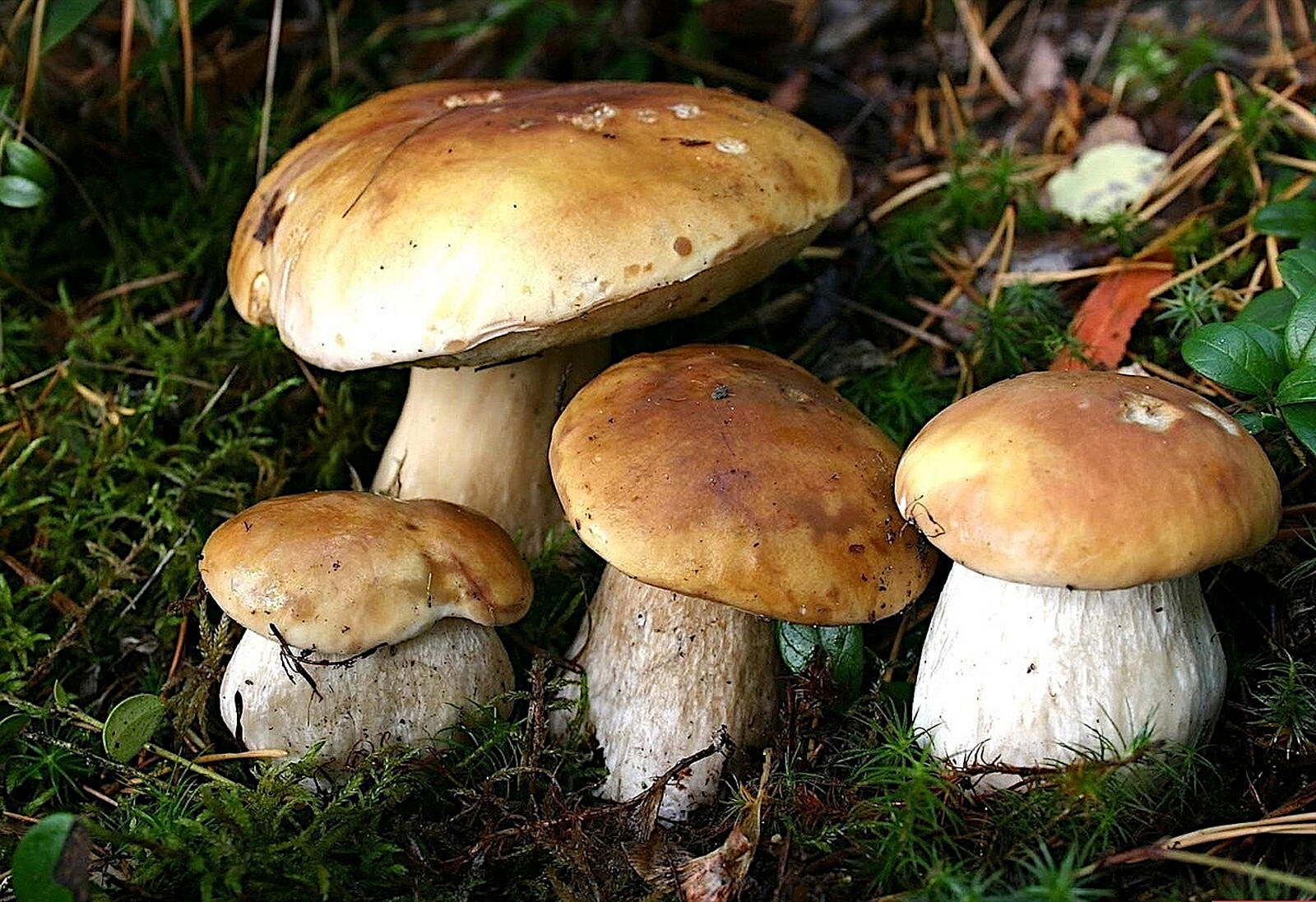 Семья грибов