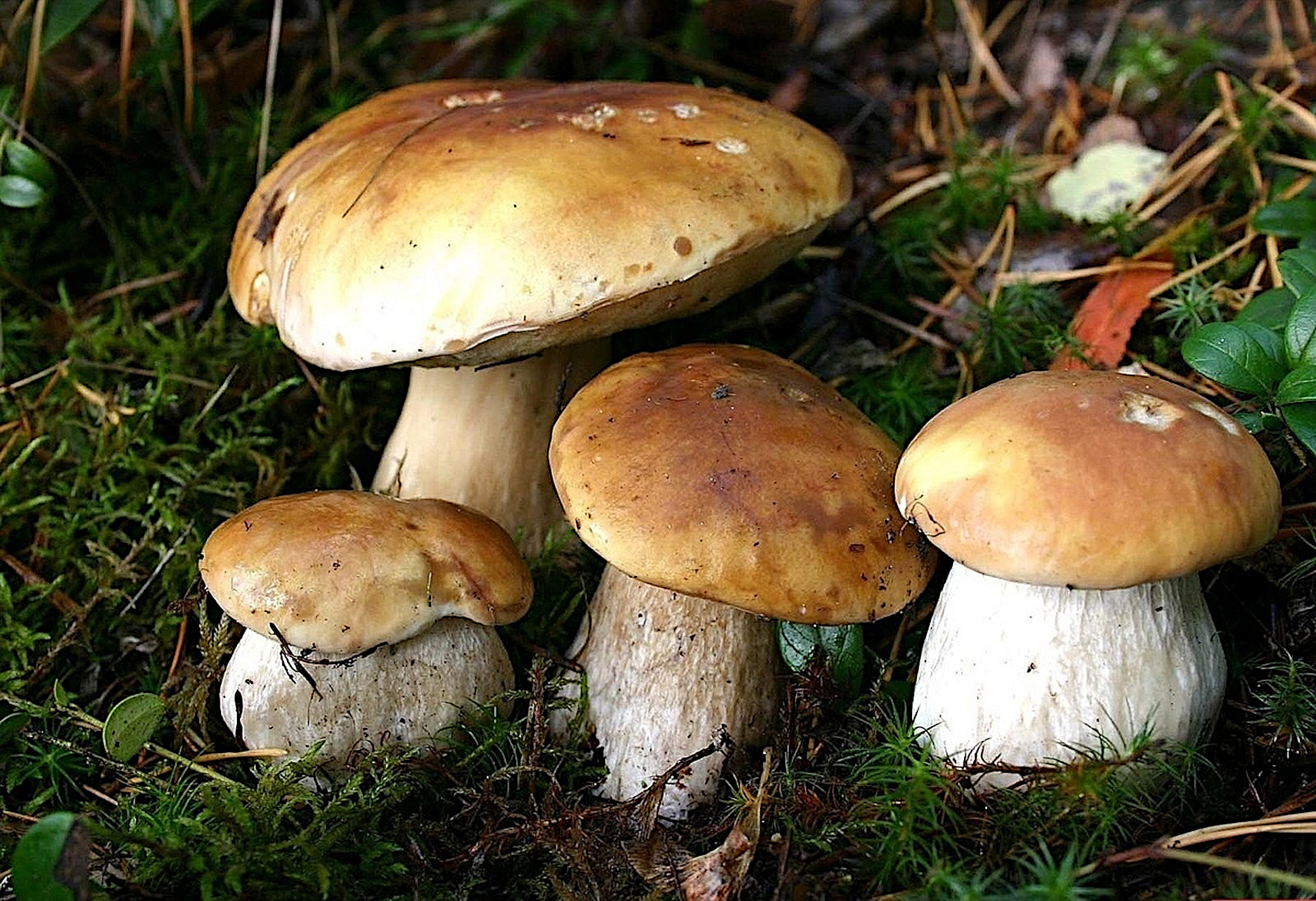 Free photo A family of mushrooms