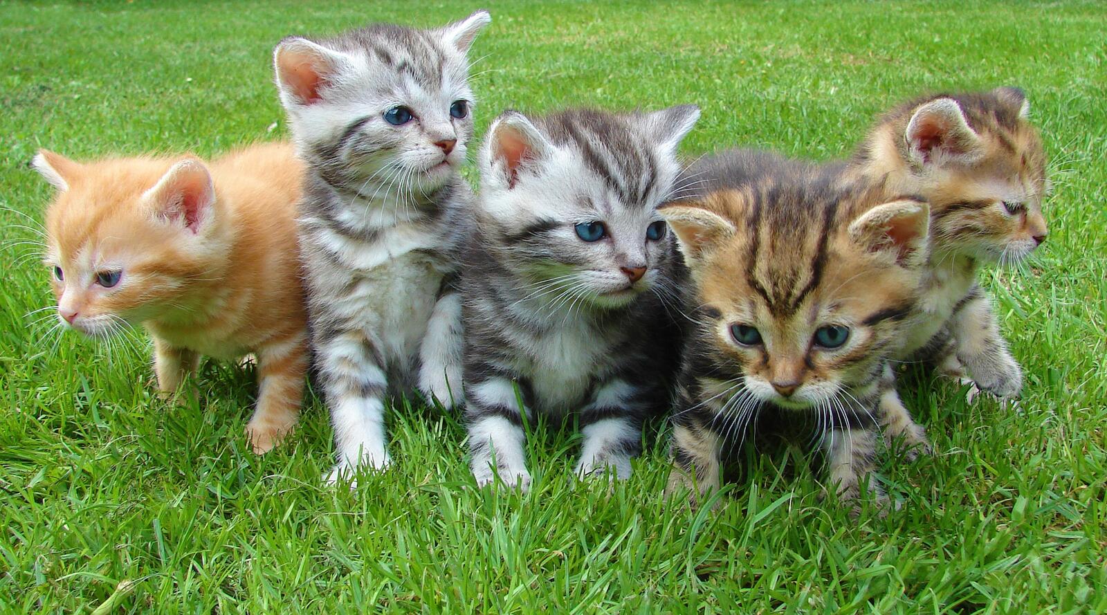 Бесплатное фото Дворовые котята разных цветов на зеленом газоне