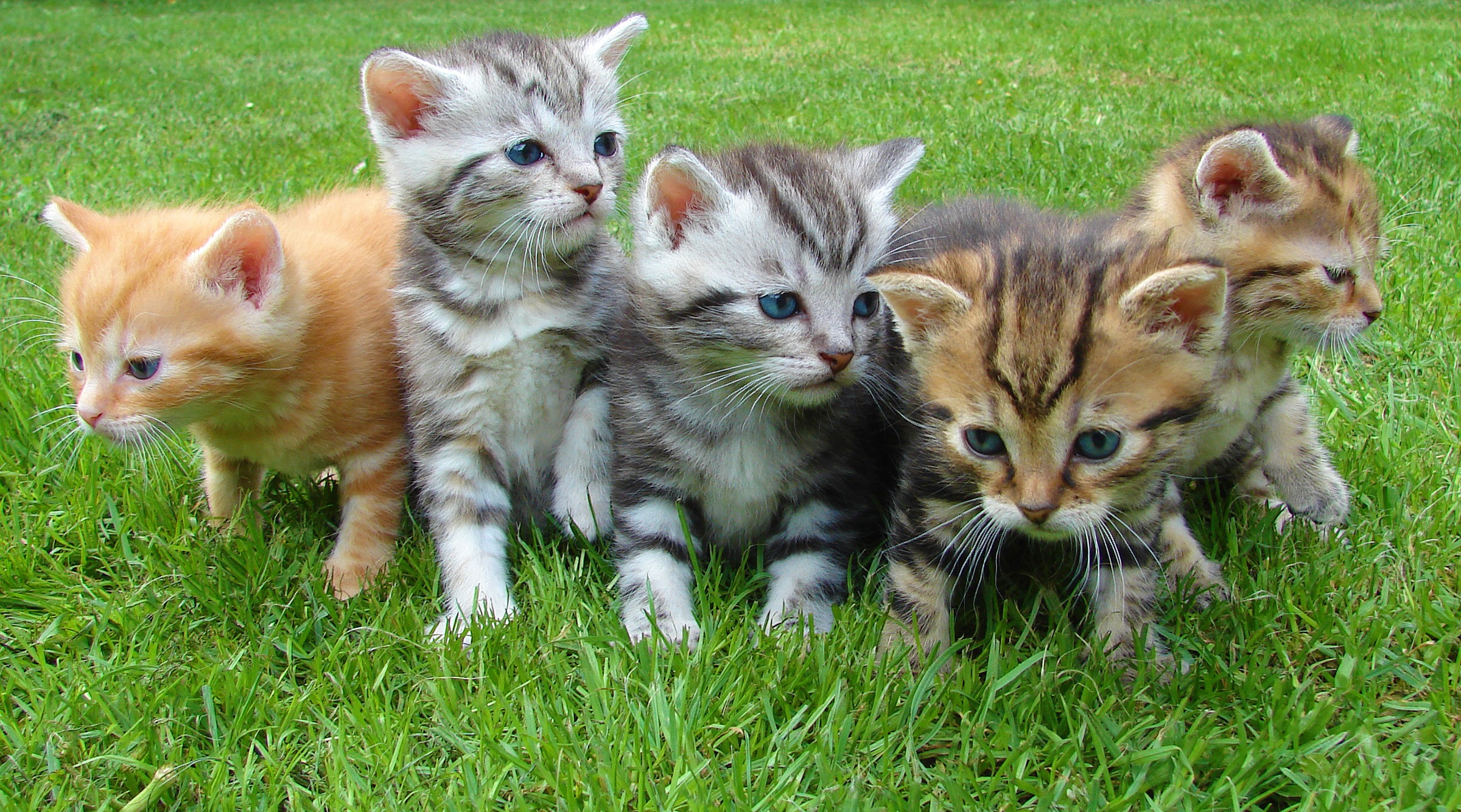 免费照片绿色草坪上不同颜色的庭院小猫