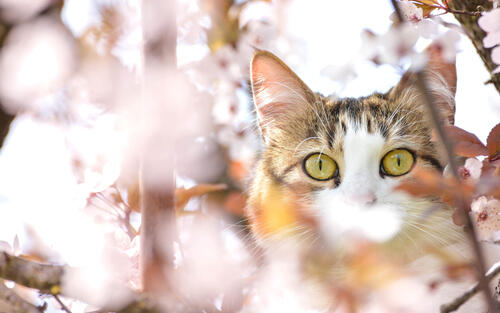 Милая кошка выглядывает из-за цветов на дереве